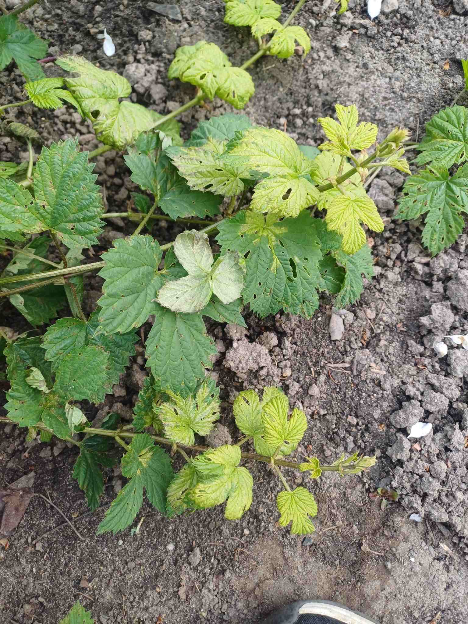 Pseudoperonospora humuli