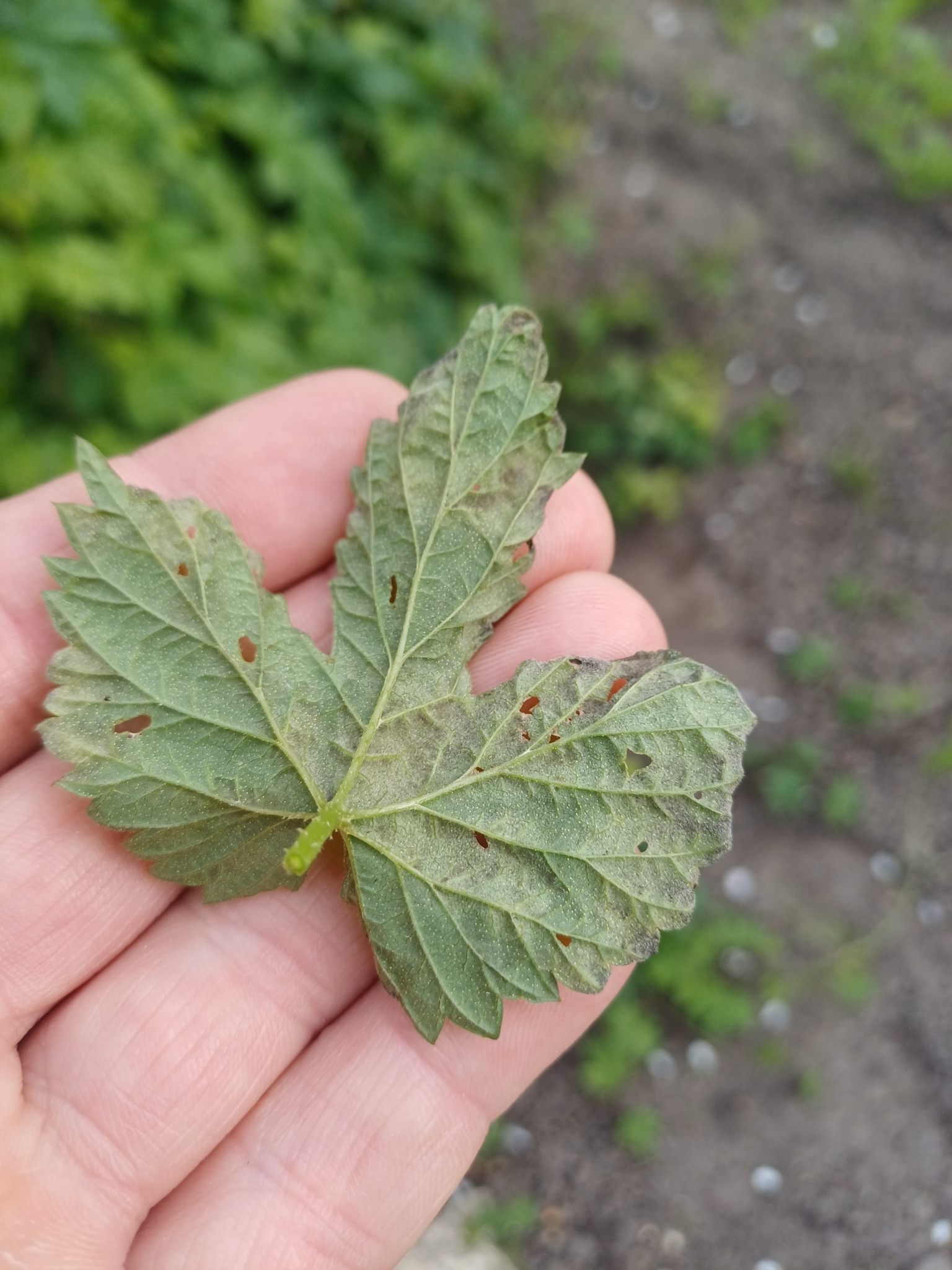 Pseudoperonospora humuli