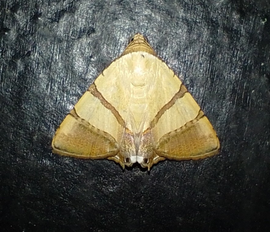 Eulepidotis juncida