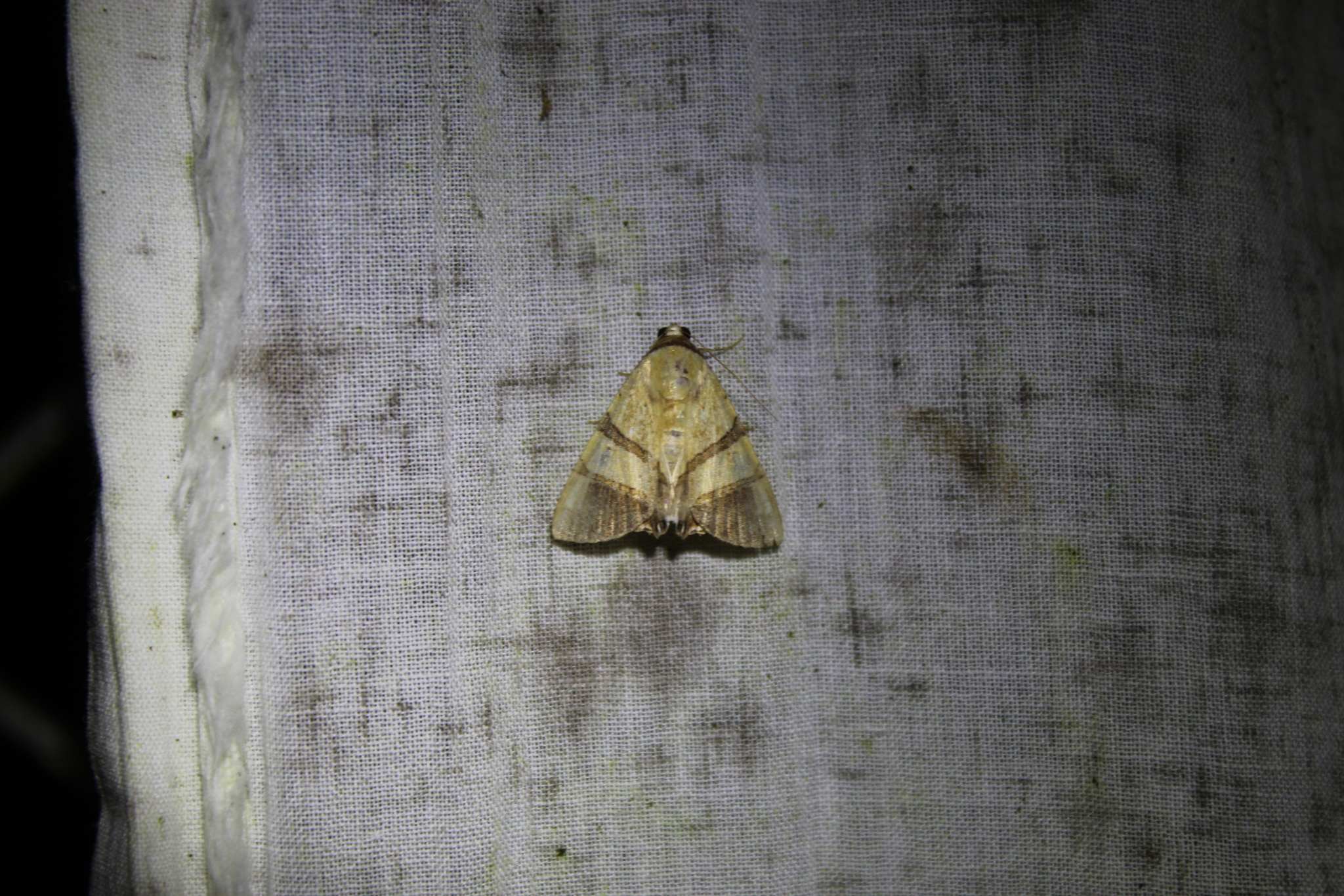 Eulepidotis juncida