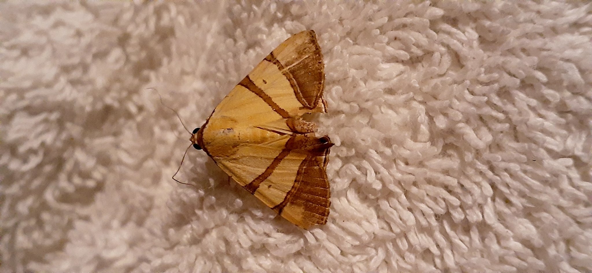 Eulepidotis juncida