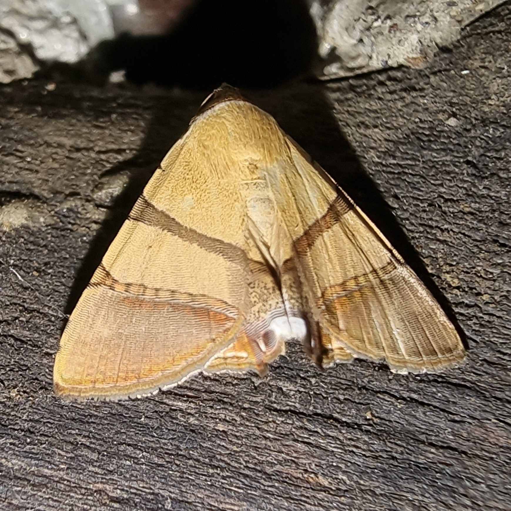 Eulepidotis juncida