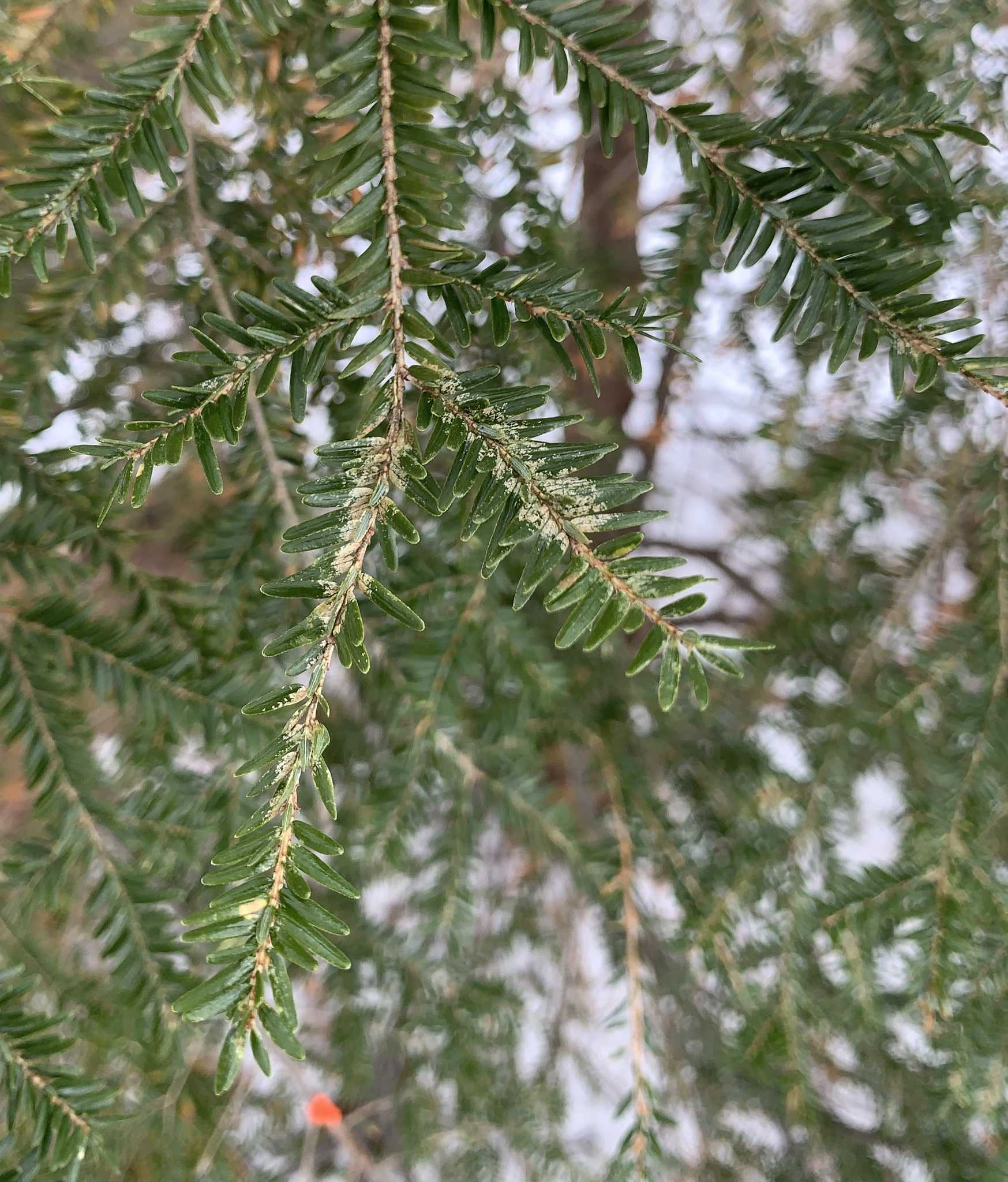 Oligonychus ununguis