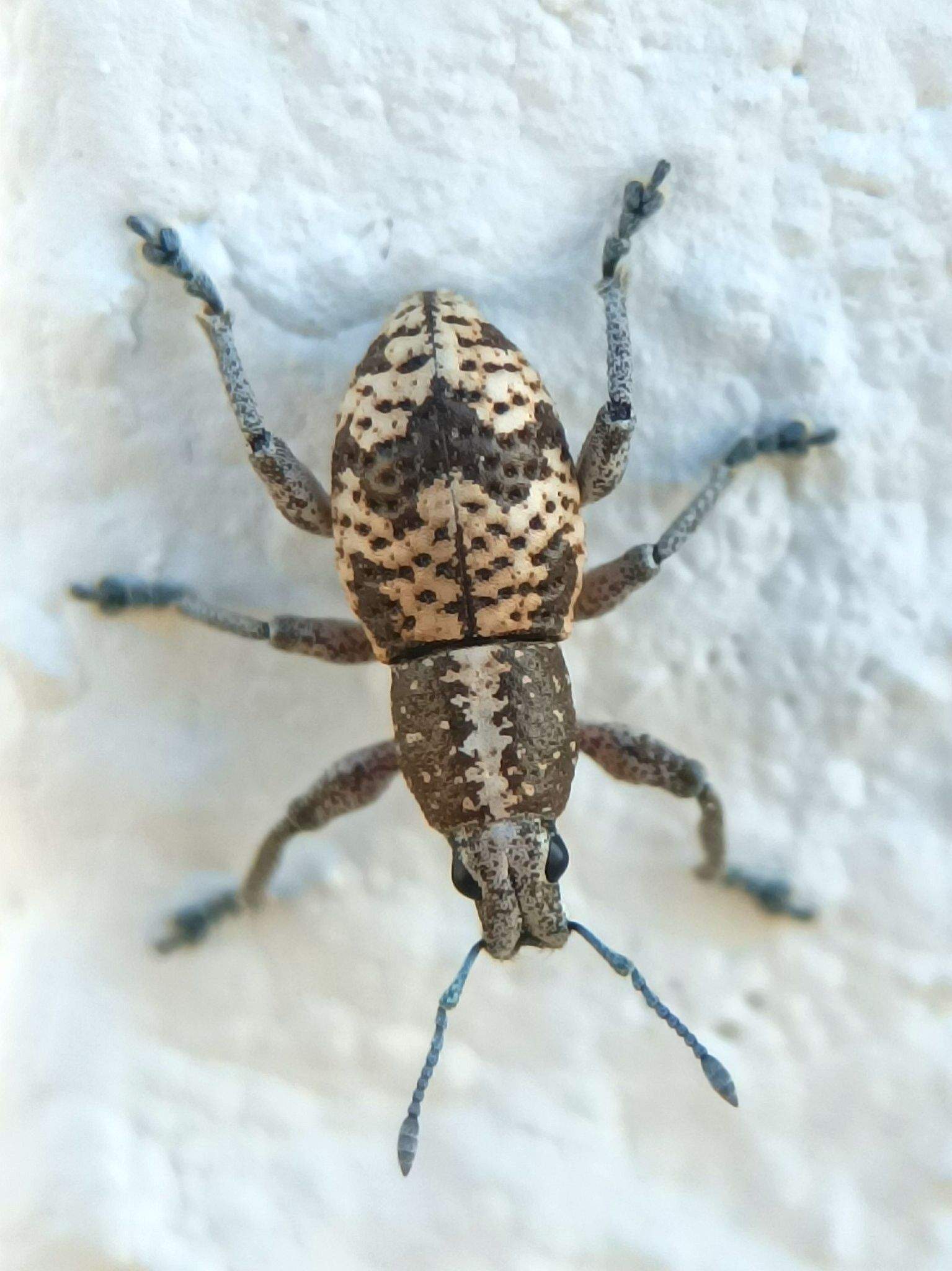 Eumestorus