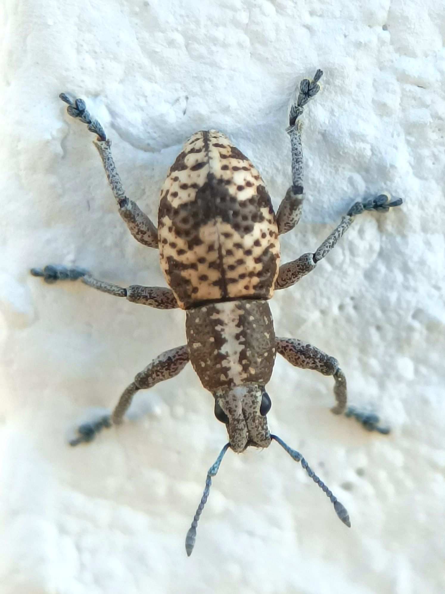 Eumestorus