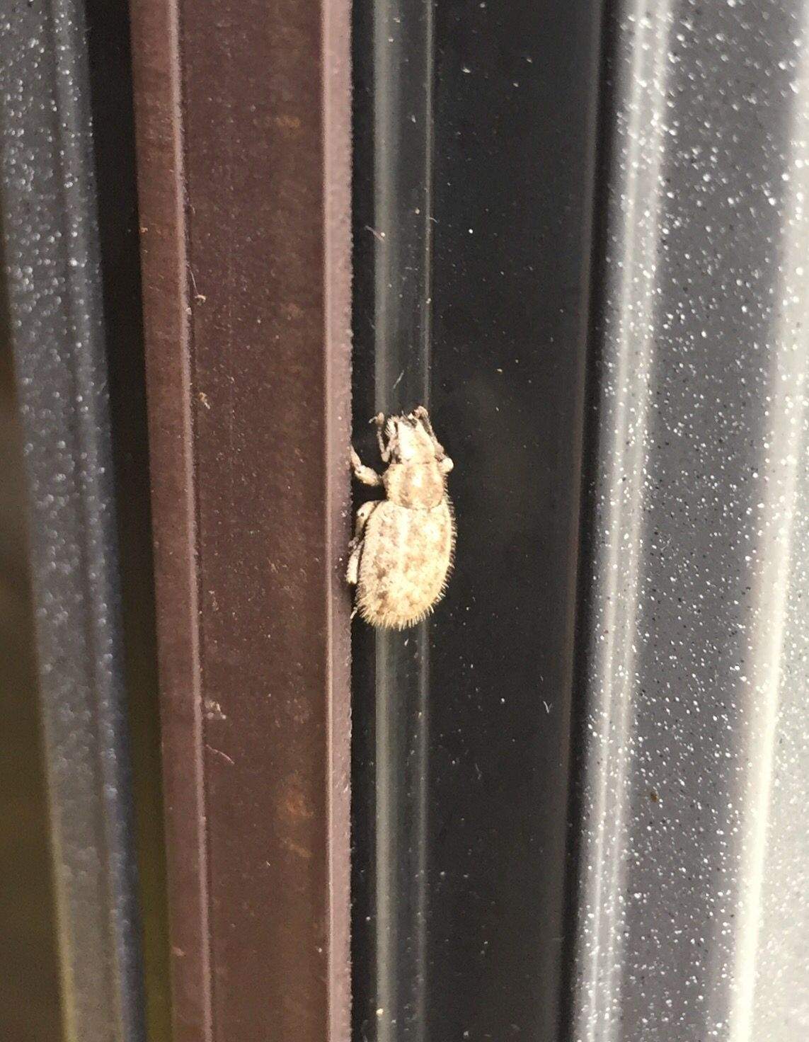 Strophomorphus porcellus