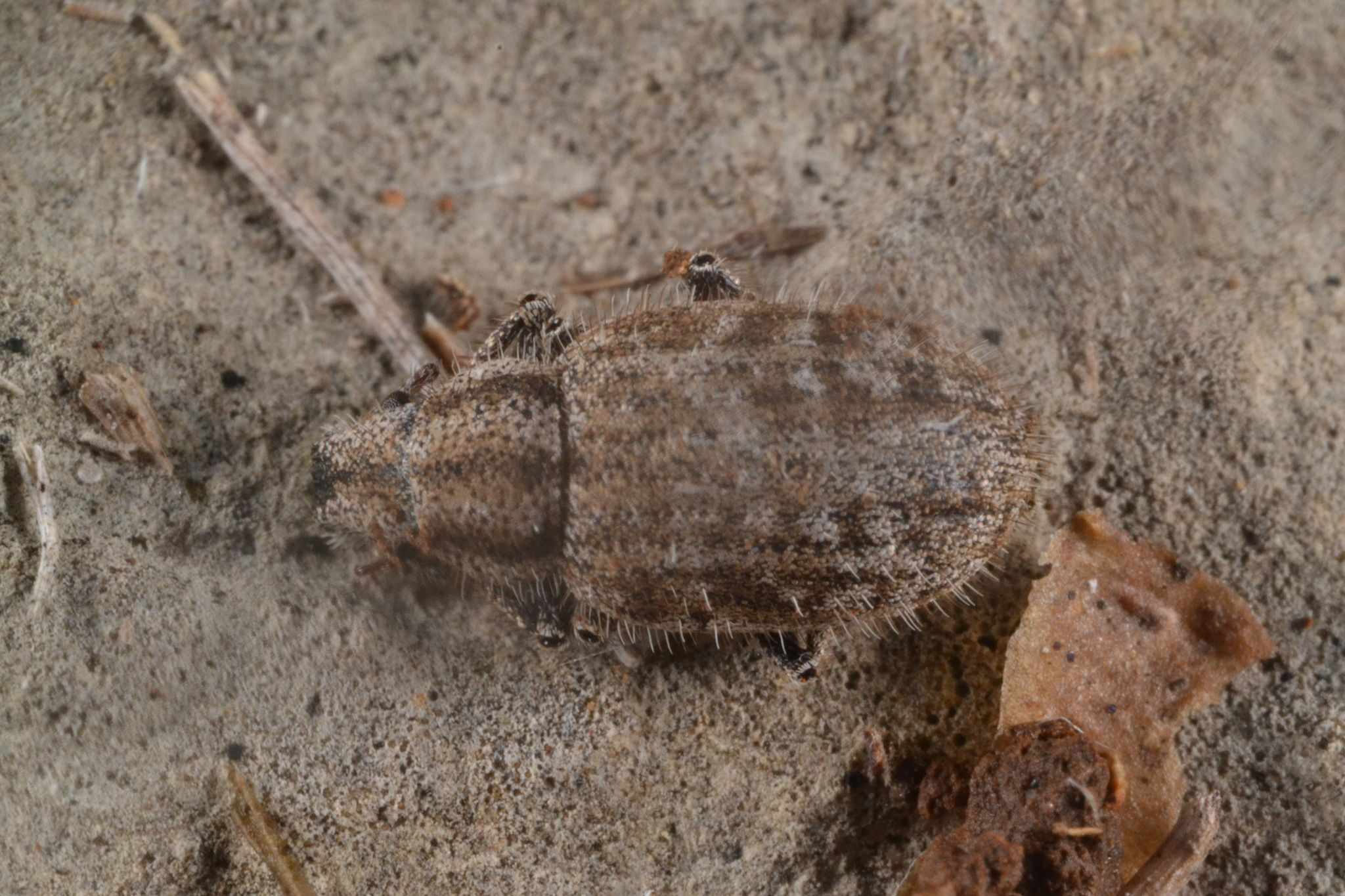 Strophomorphus porcellus