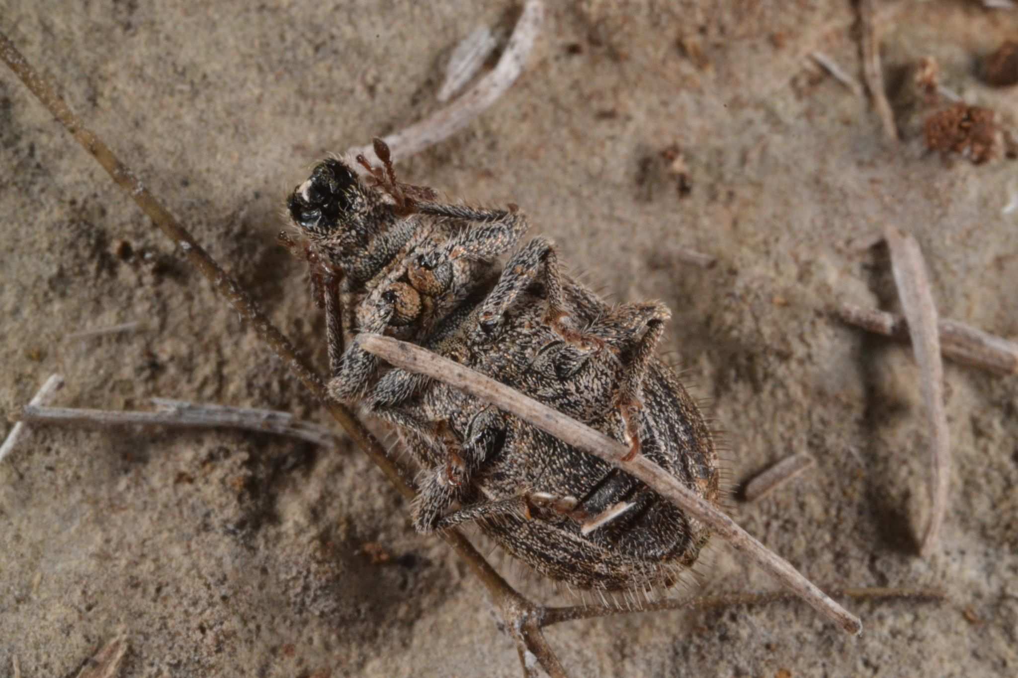 Strophomorphus porcellus