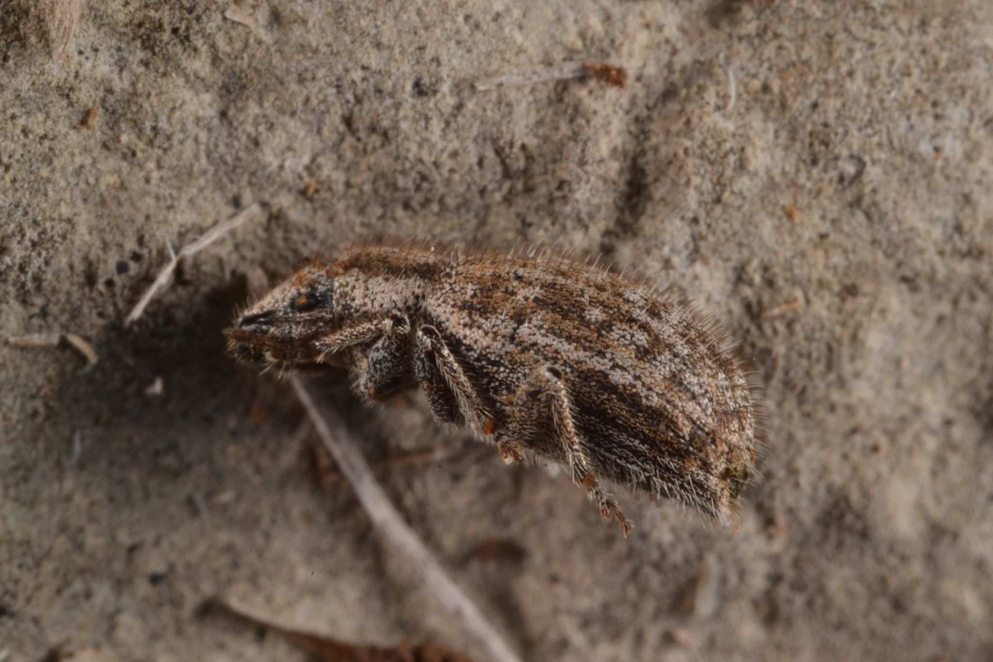 Strophomorphus porcellus