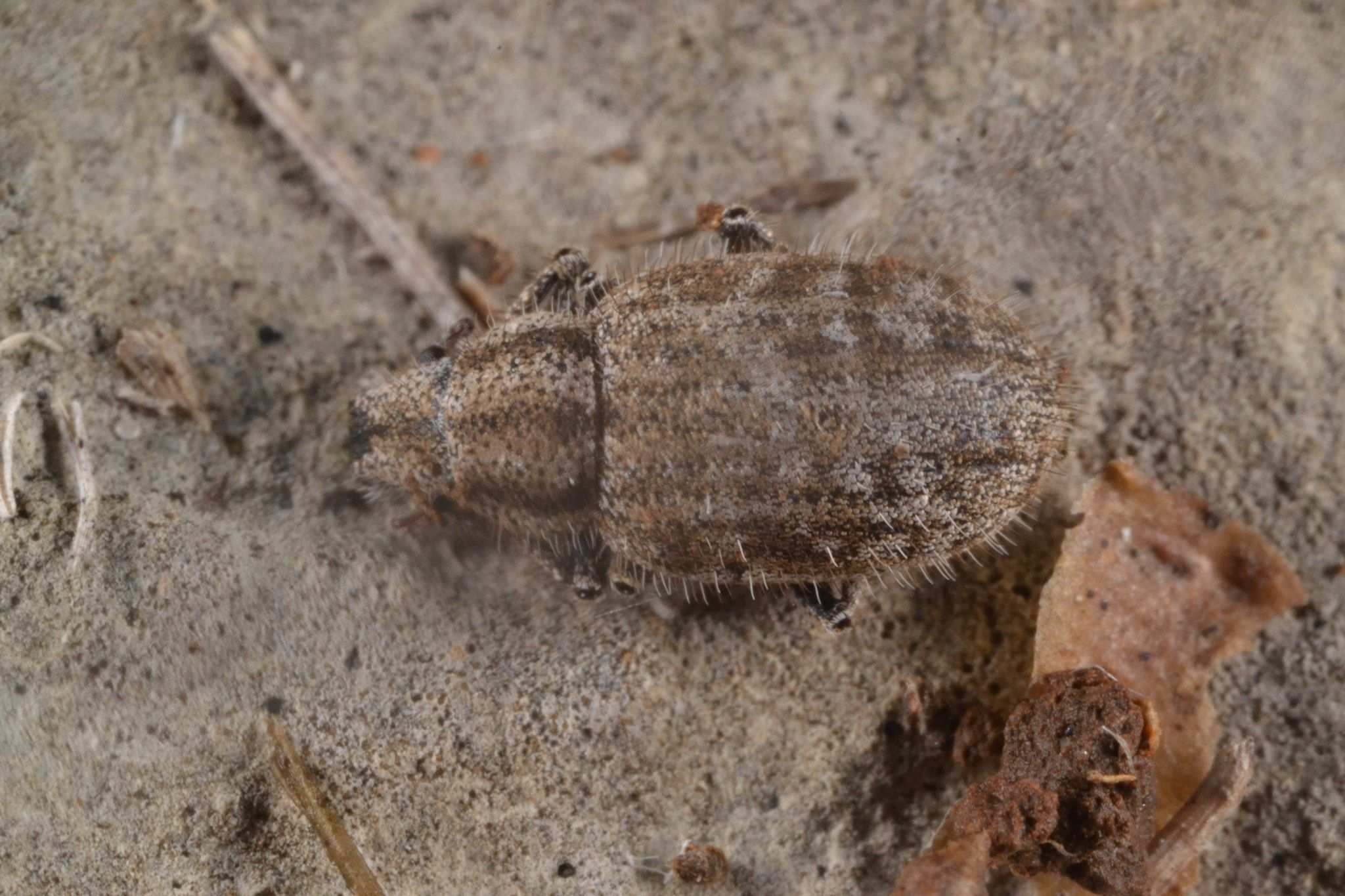 Strophomorphus porcellus