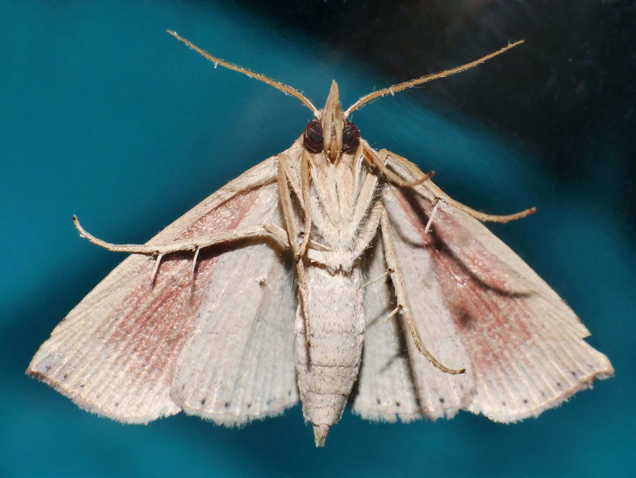 Acrapex