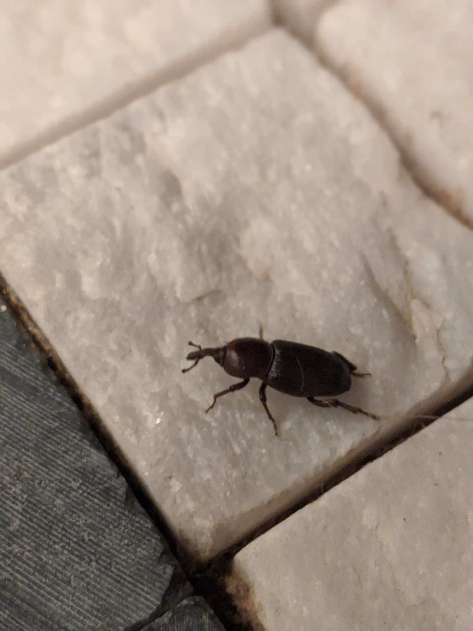 Orthognathus