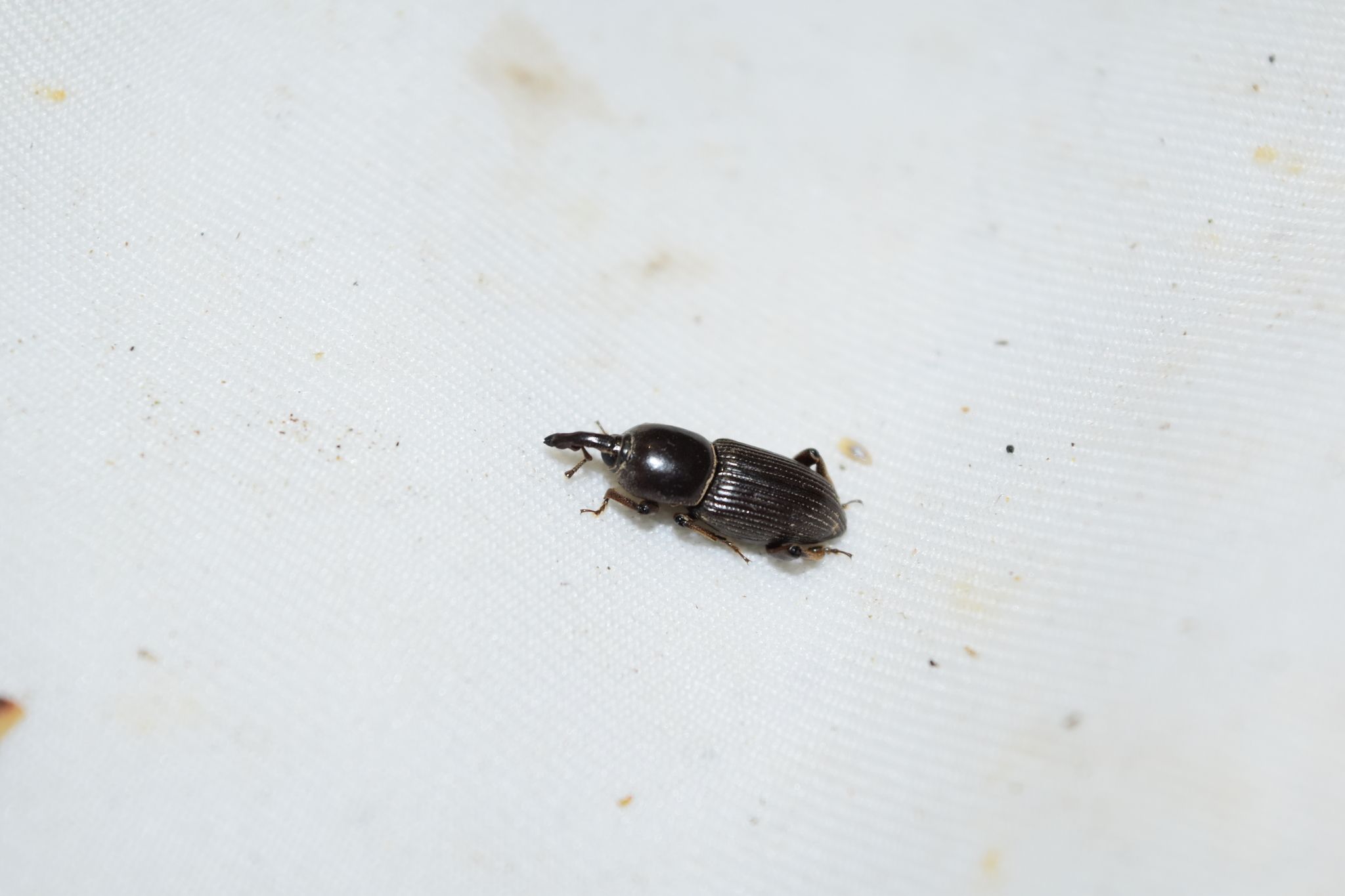 Orthognathus
