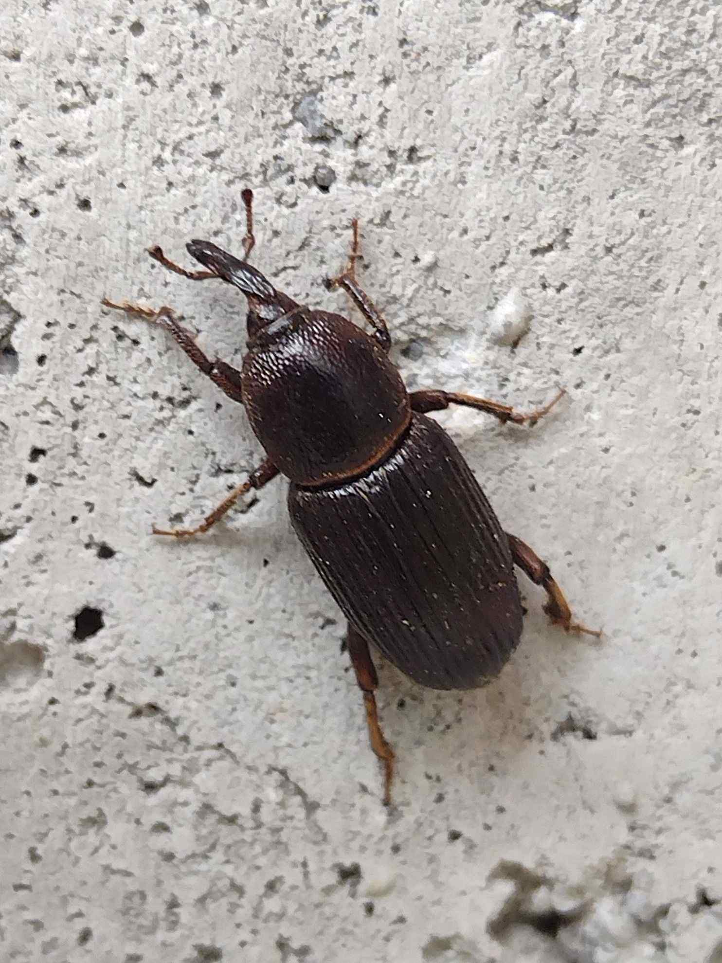 Orthognathus