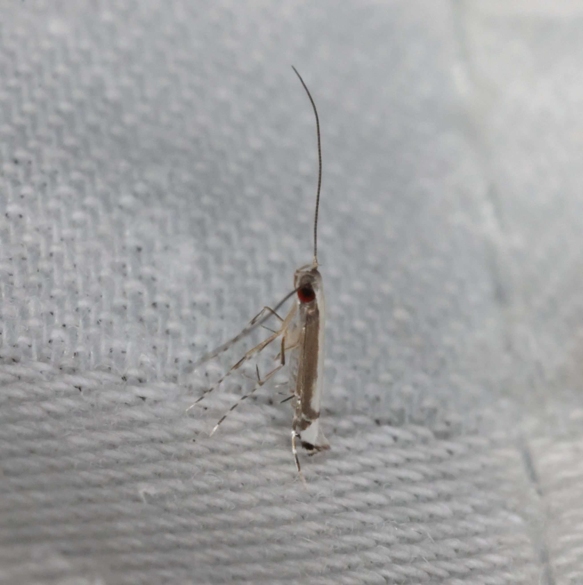 Eteoryctis syngramma