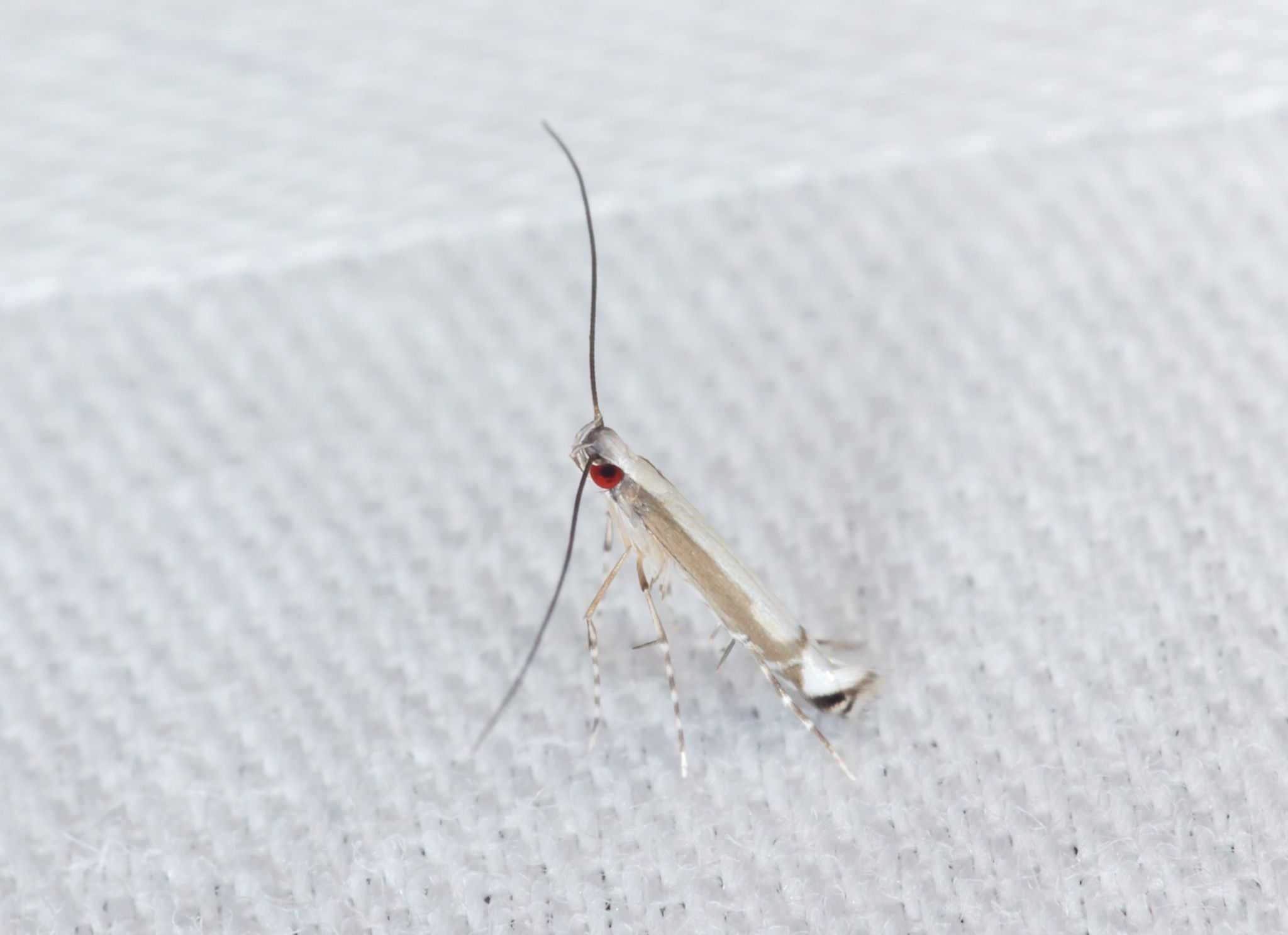 Eteoryctis syngramma