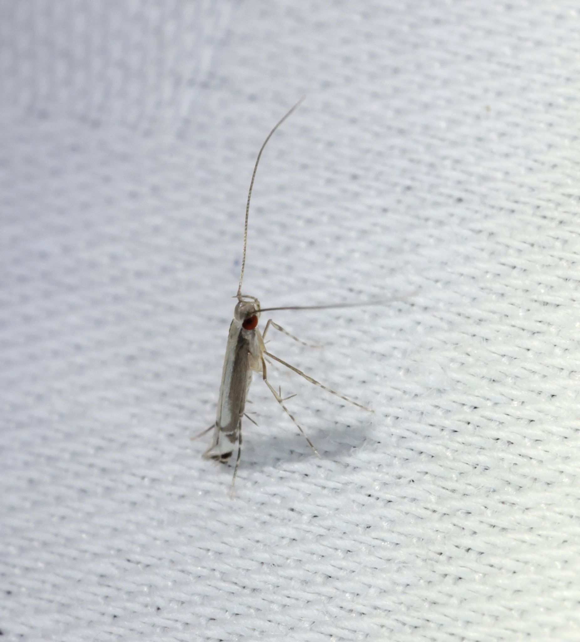 Eteoryctis syngramma