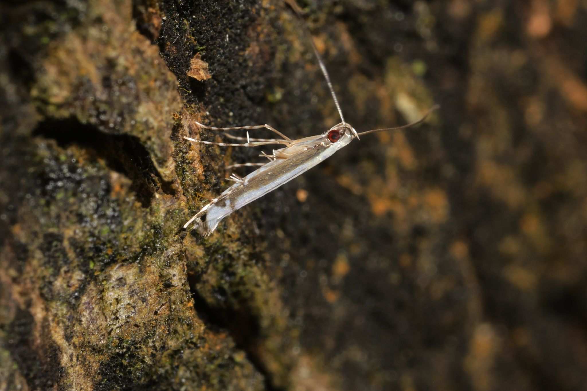 Eteoryctis syngramma