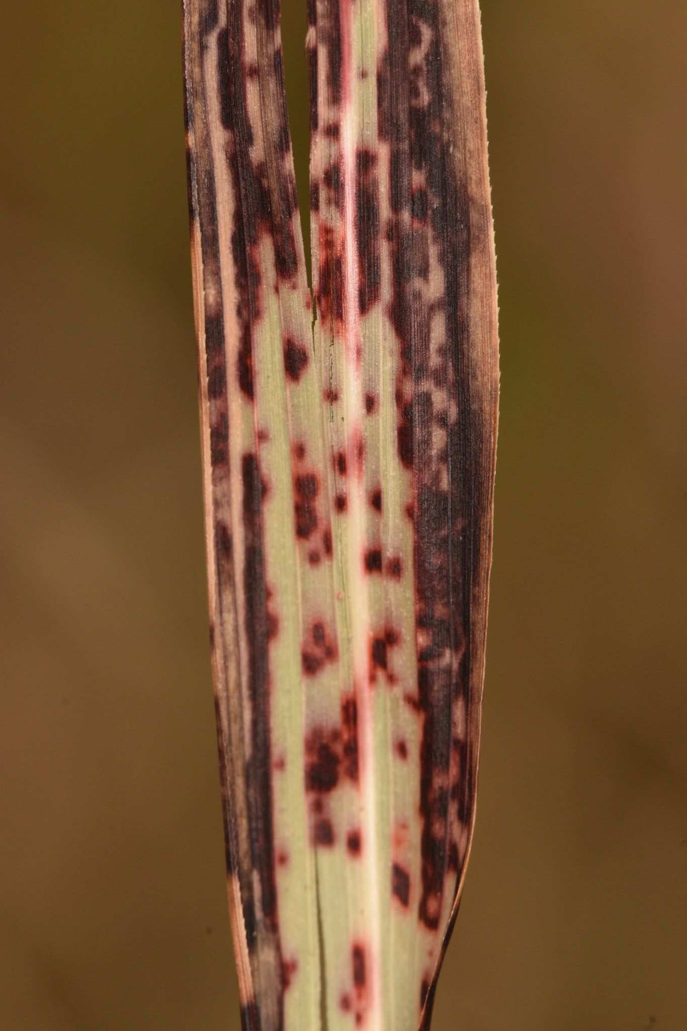 Bipolaris sorghicola