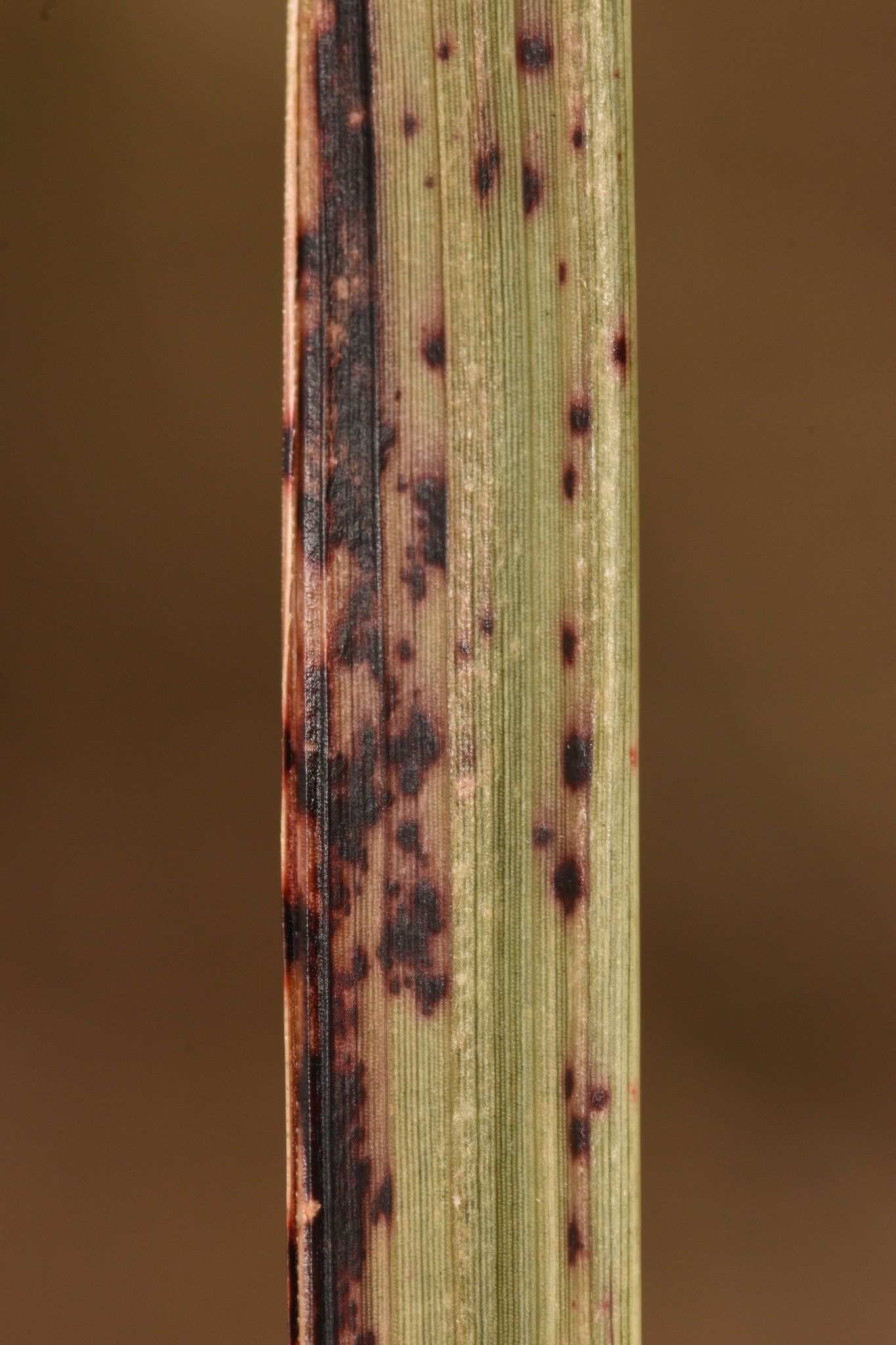 Bipolaris sorghicola