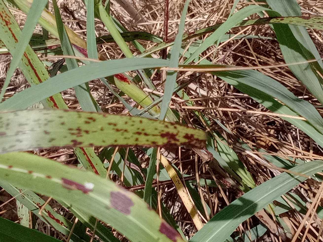 Bipolaris sorghicola