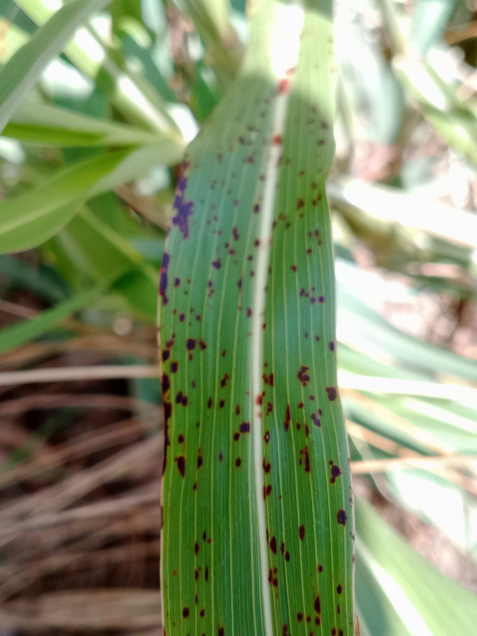 Bipolaris sorghicola