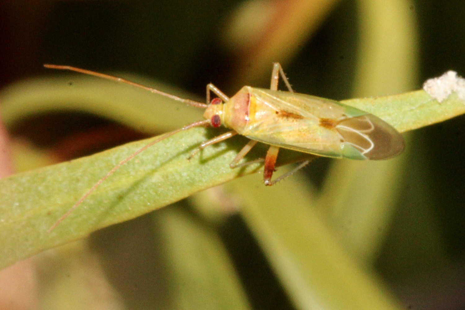Creontiades dilutus