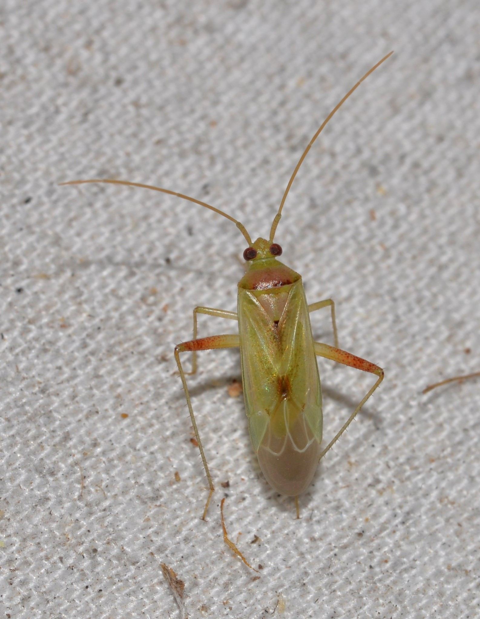 Creontiades dilutus