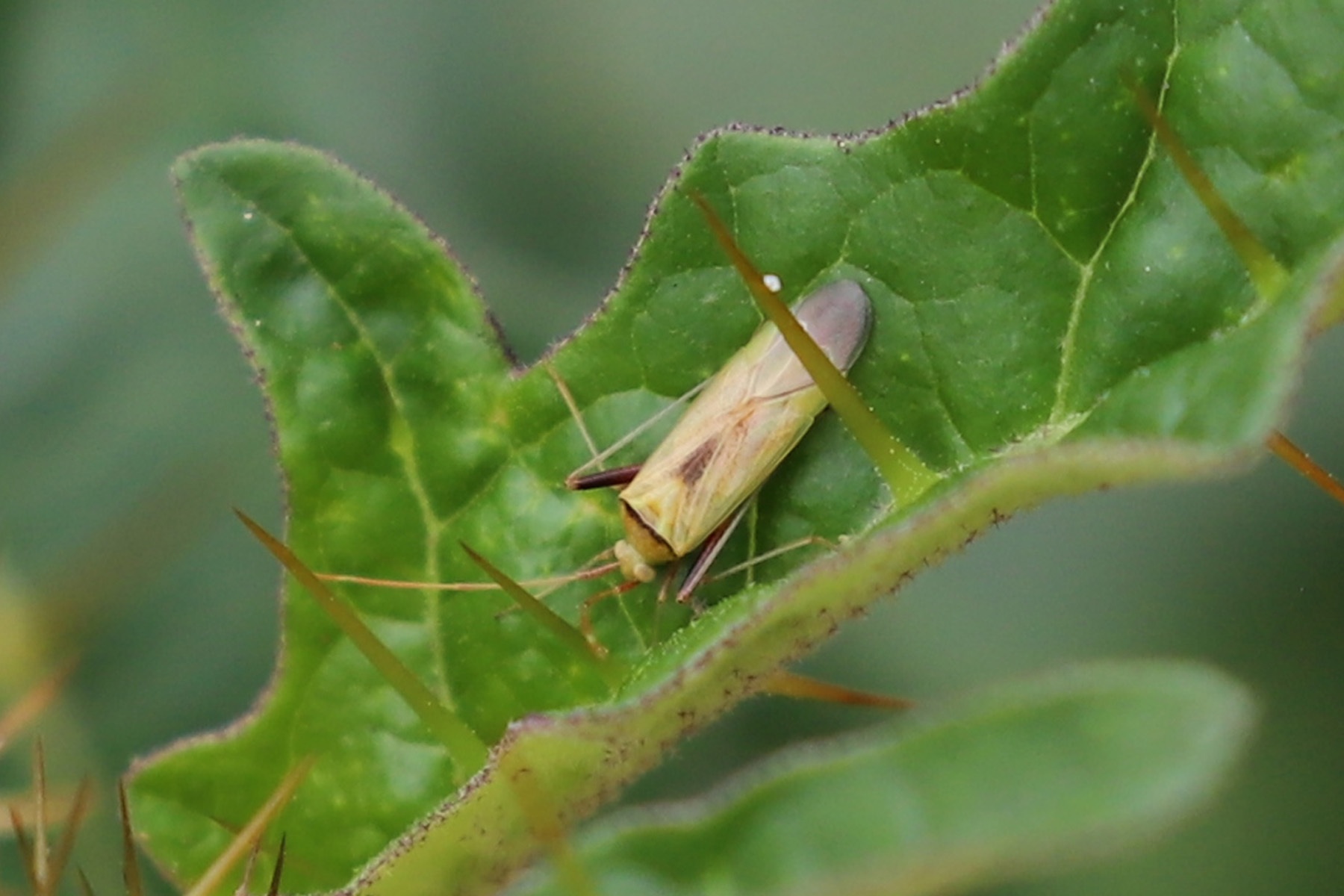 Creontiades dilutus