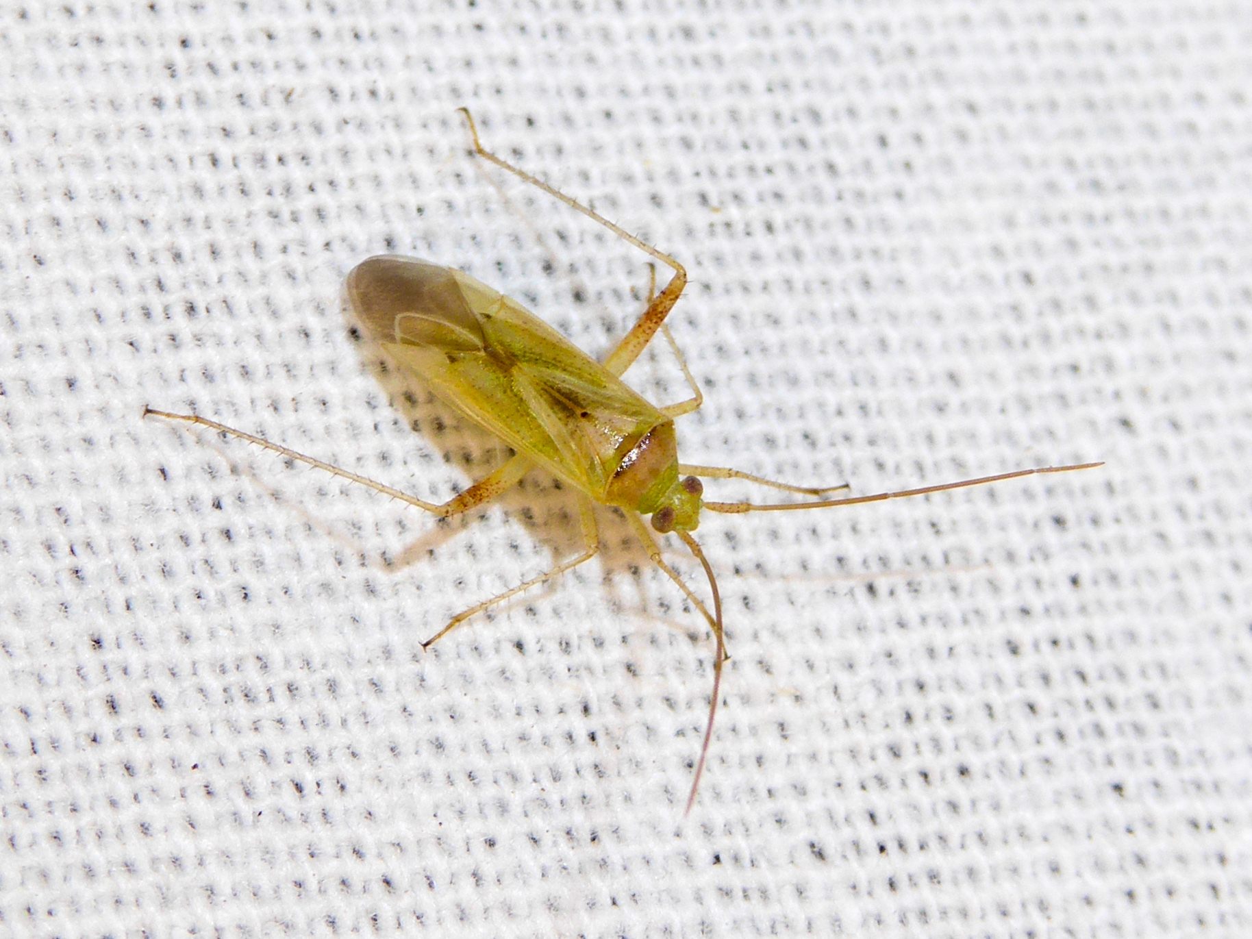 Creontiades dilutus