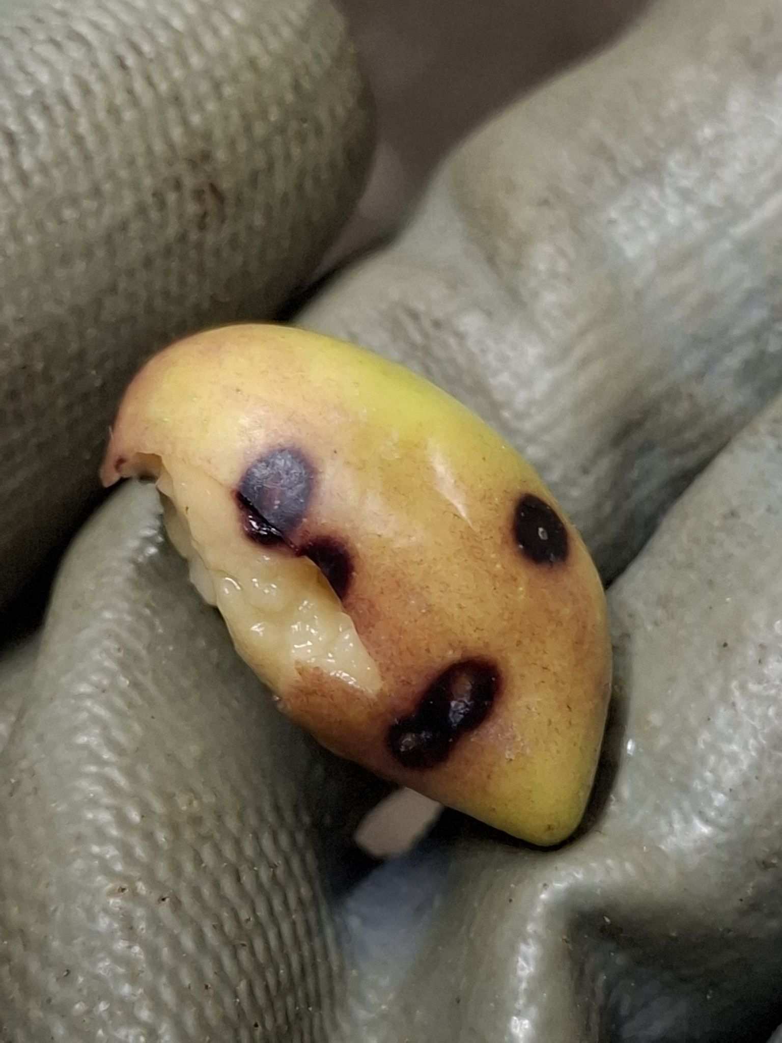 Parlatoria oleae