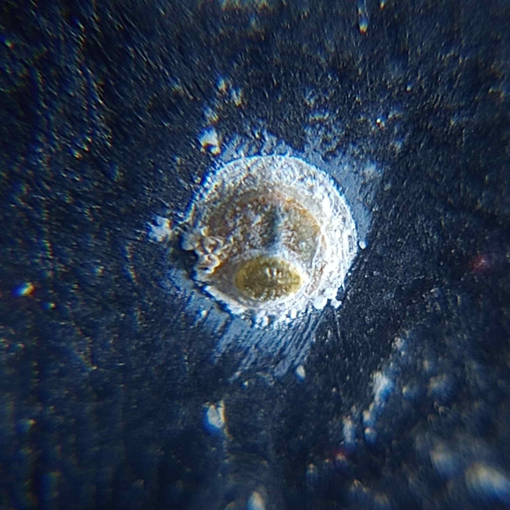 Parlatoria oleae
