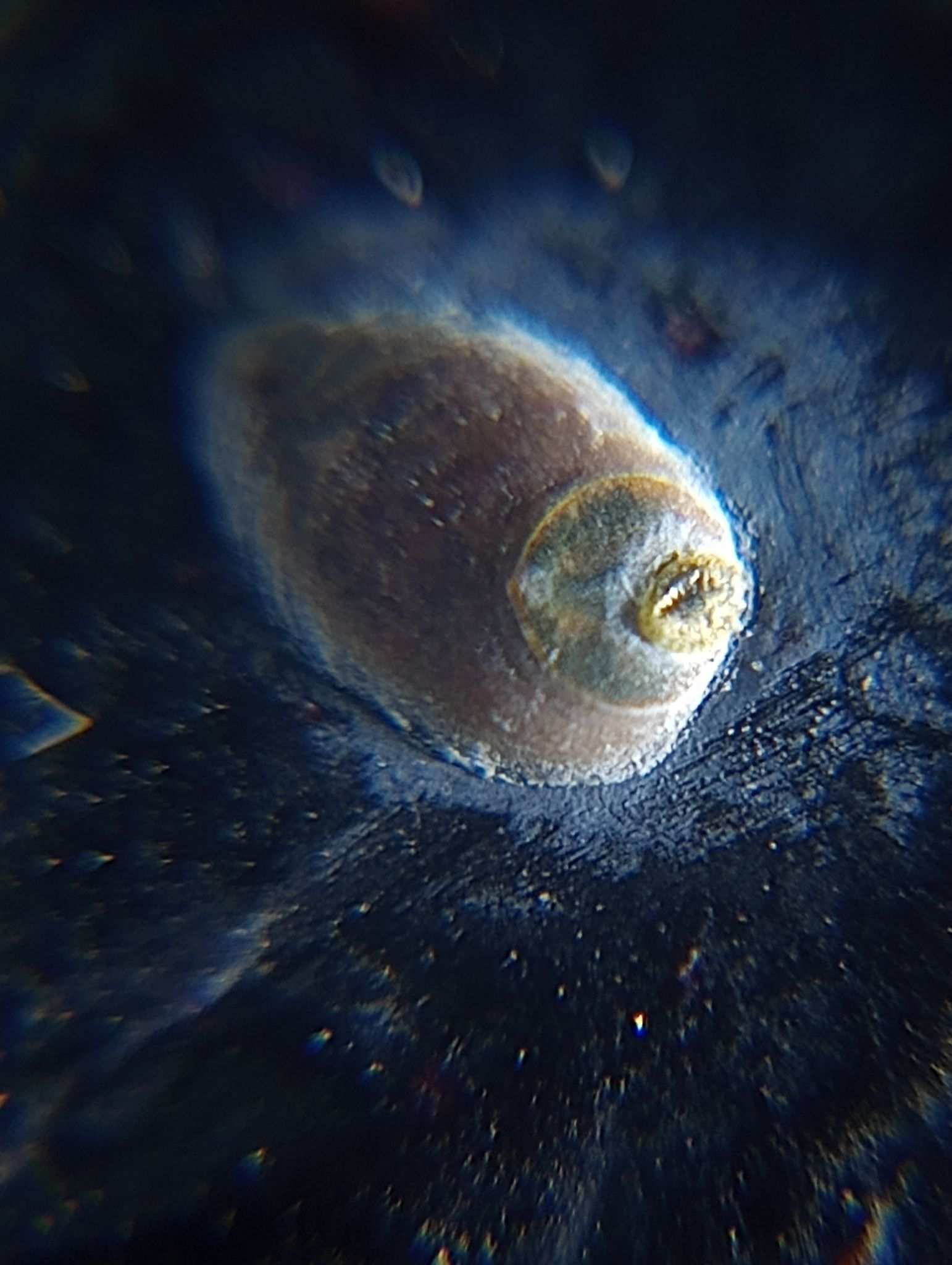 Parlatoria oleae