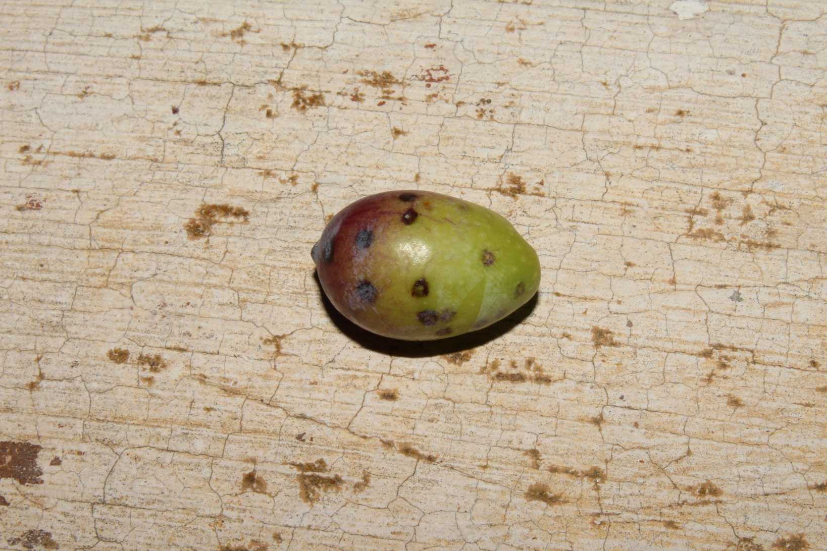 Parlatoria oleae