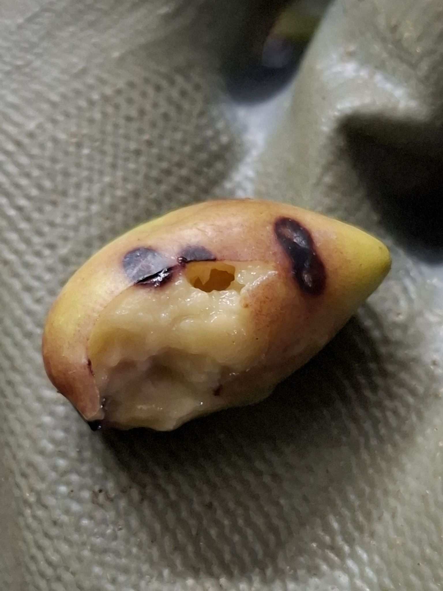 Parlatoria oleae