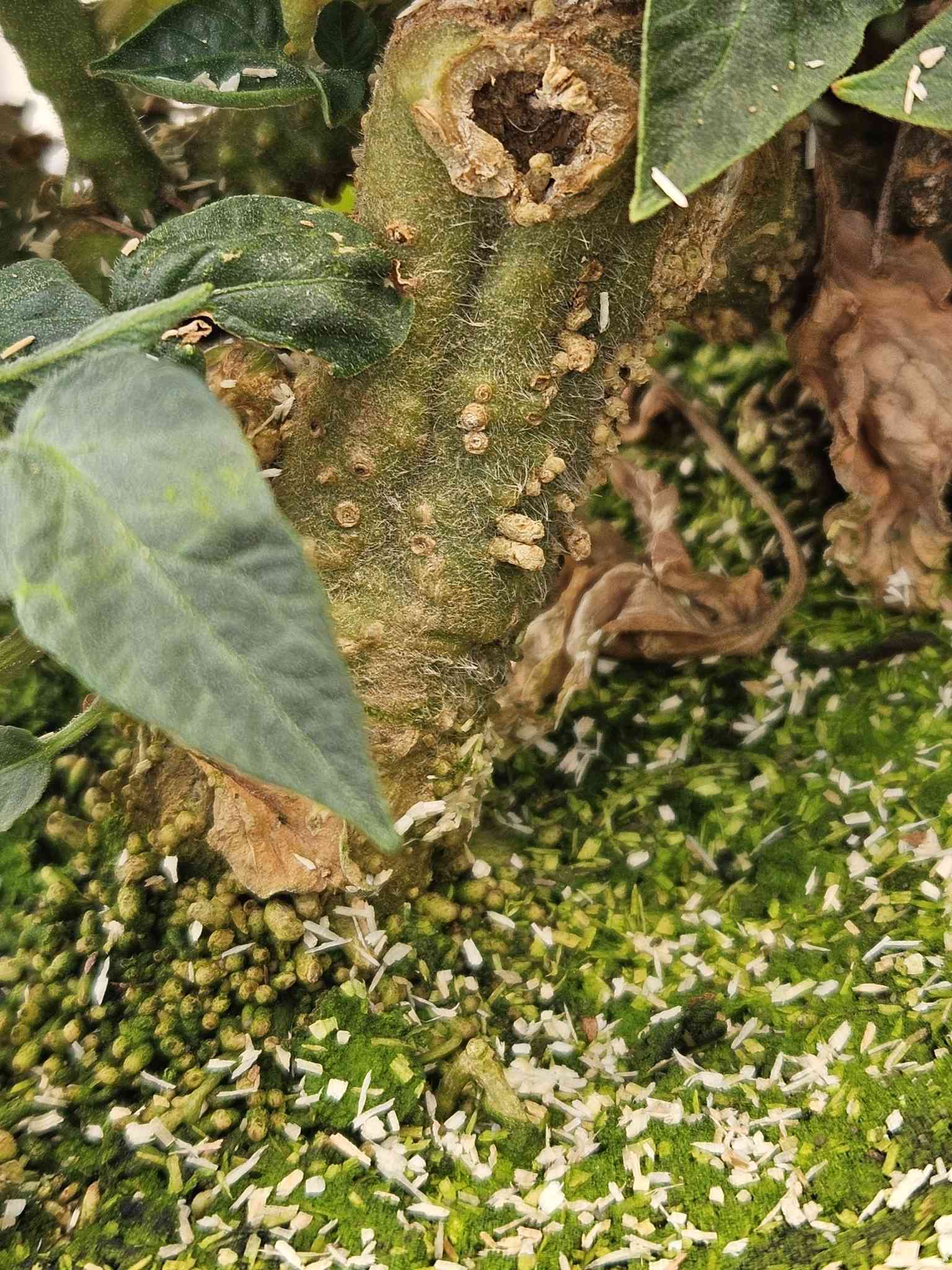 Meloidogyne hapla