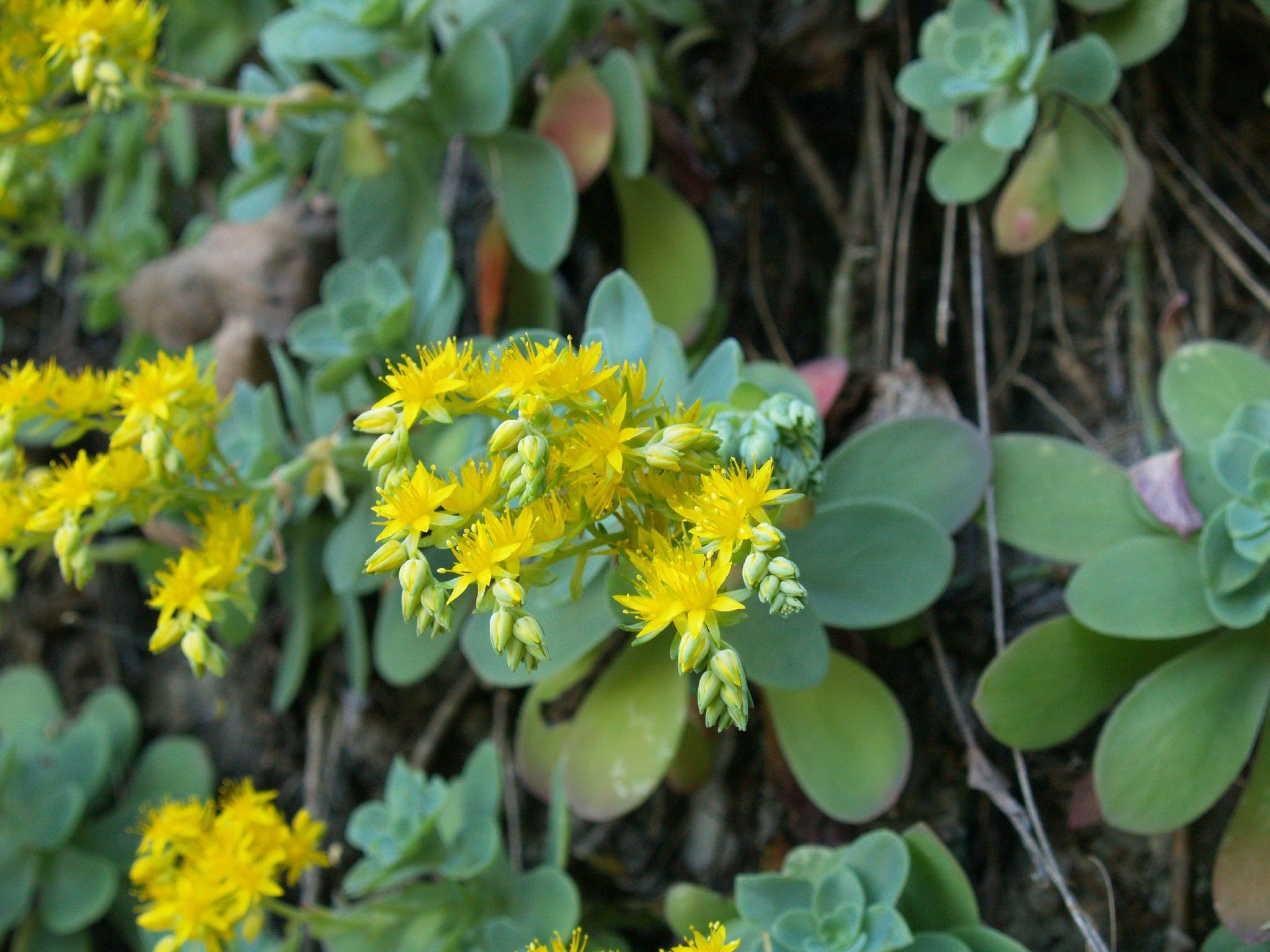 Sedum palmeri