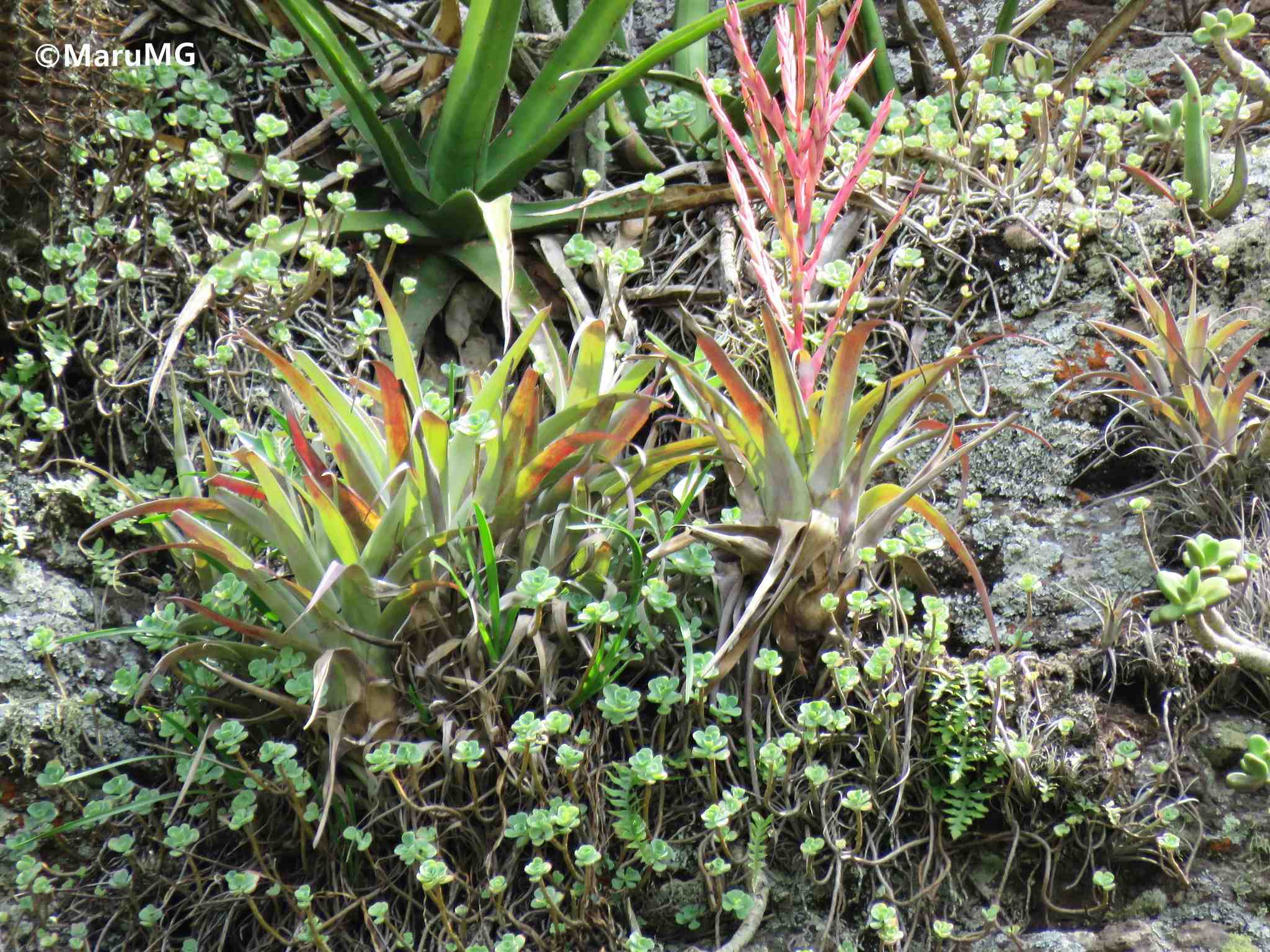Sedum palmeri