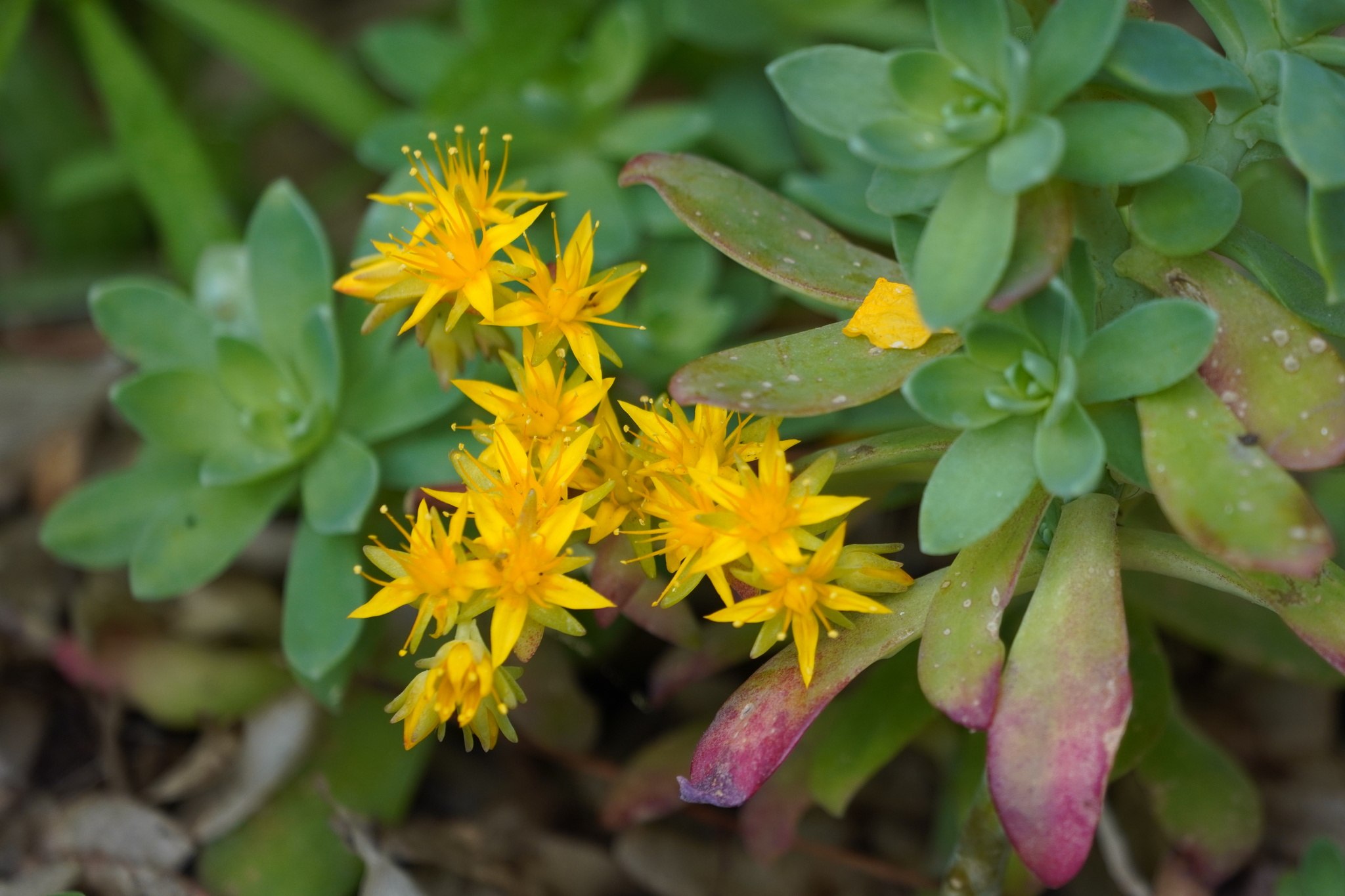 Sedum palmeri