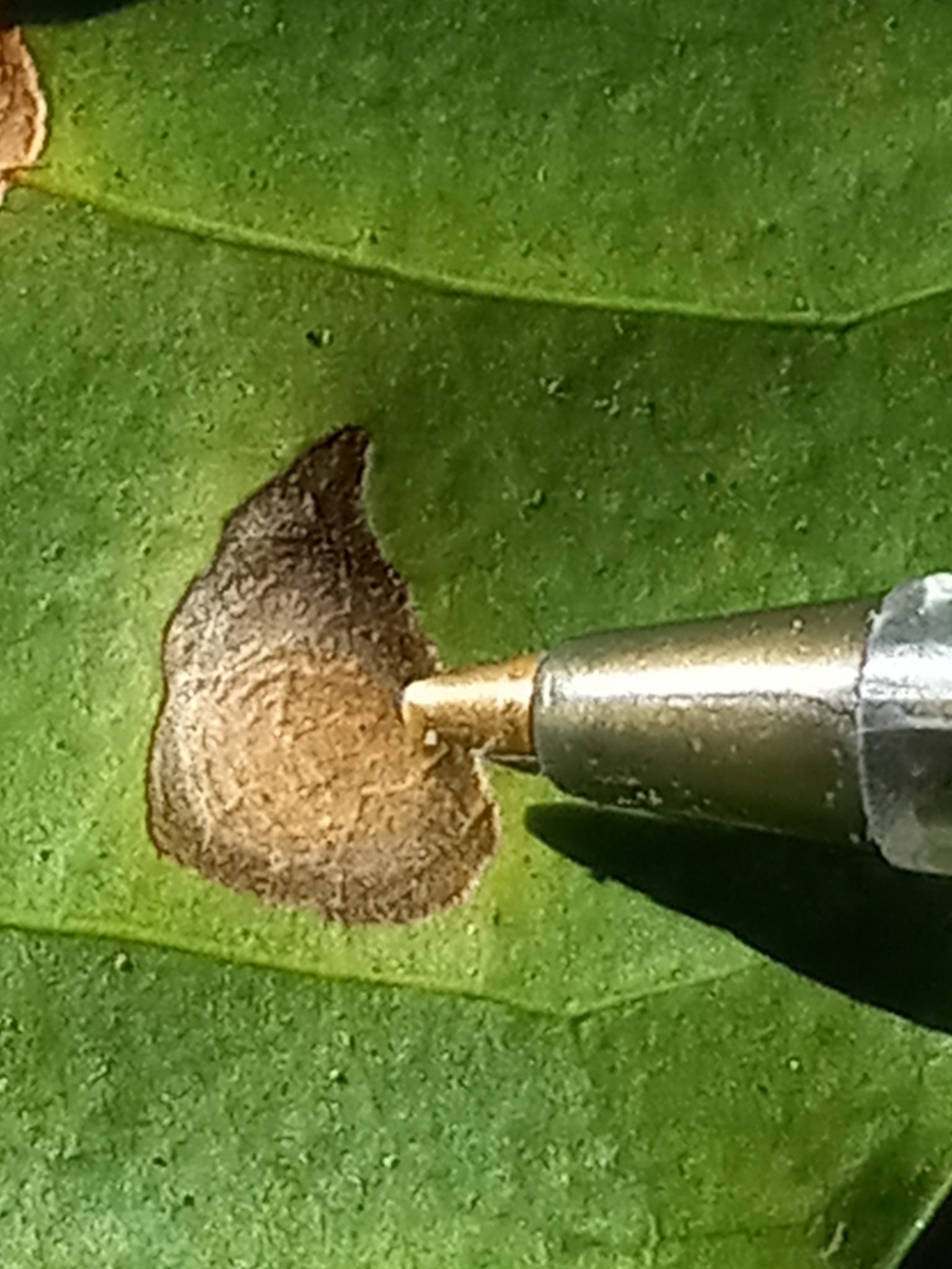 Colletotrichum coffeanum