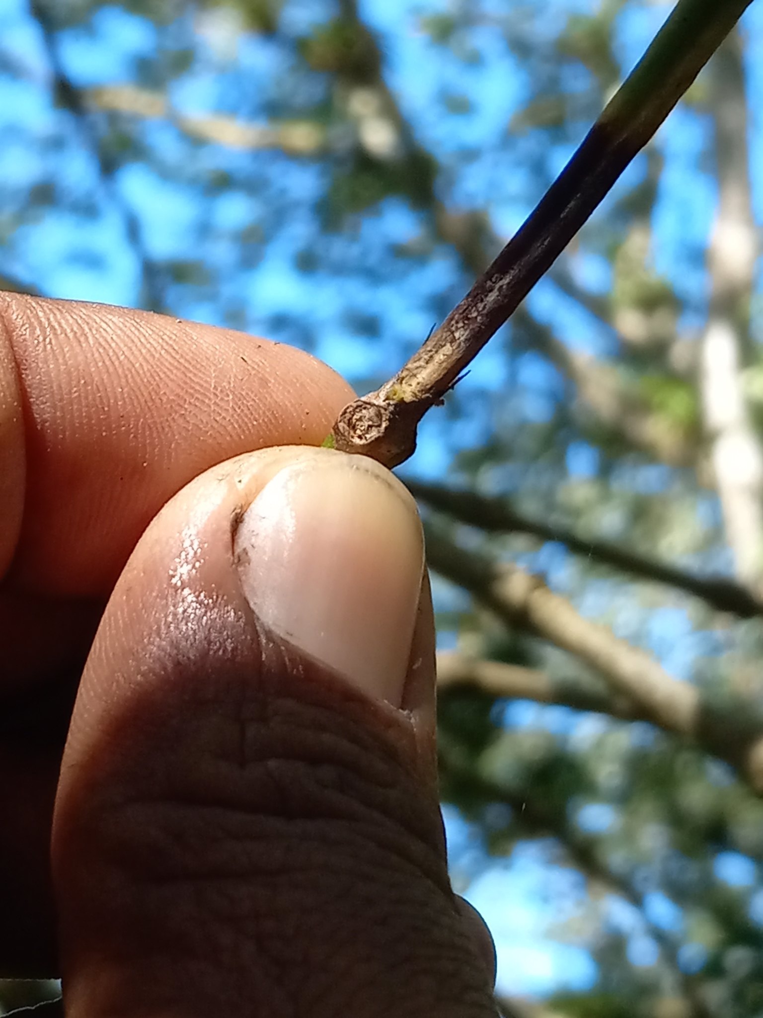 Colletotrichum coffeanum