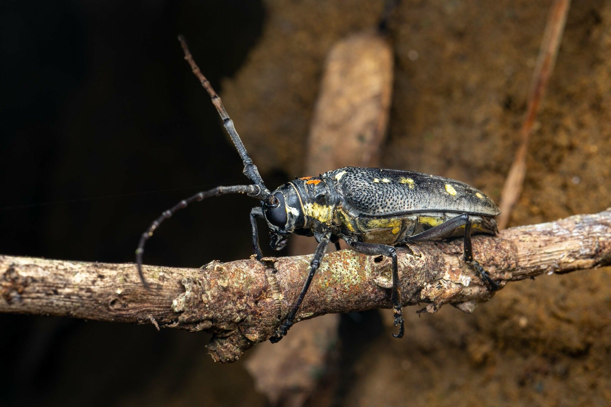 Batocera rubus