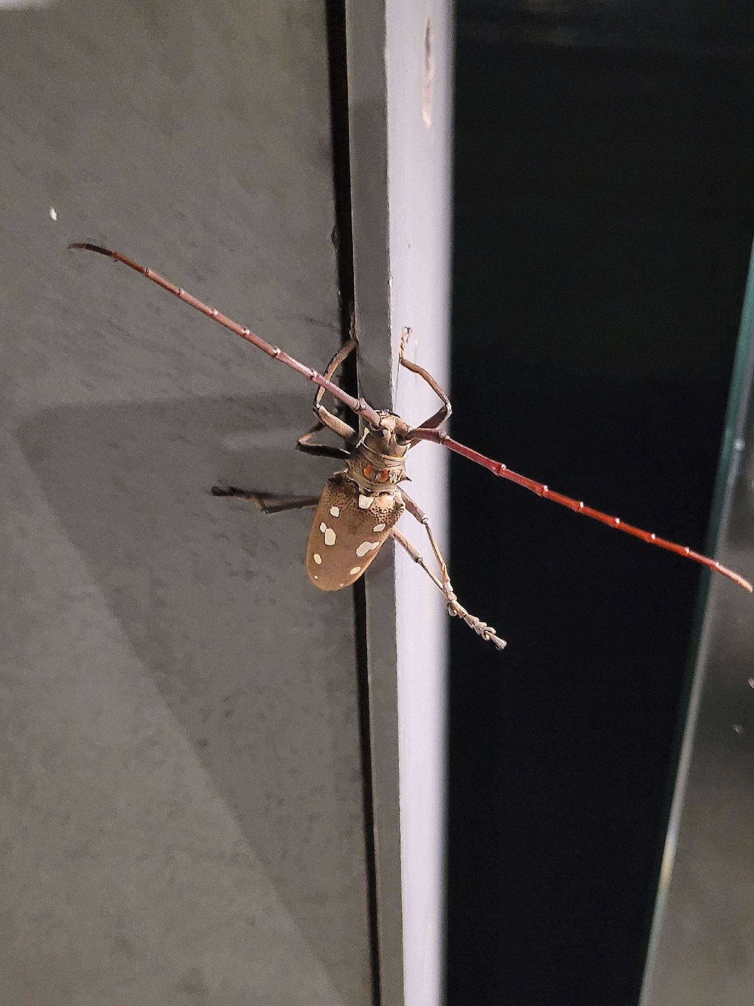 Batocera rubus