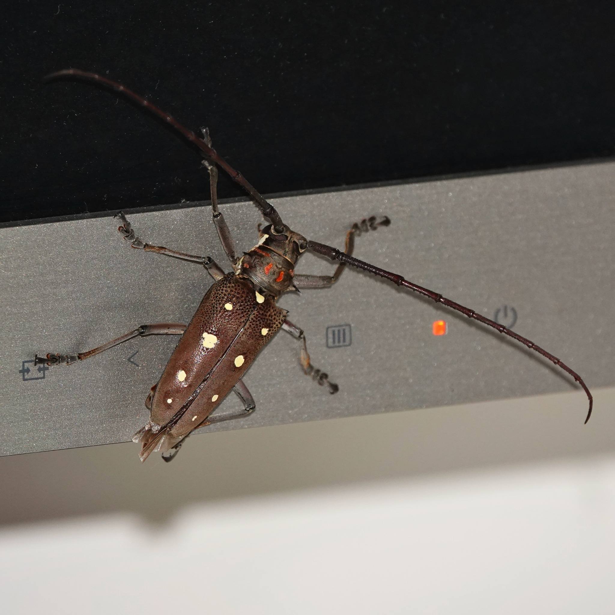 Batocera rubus