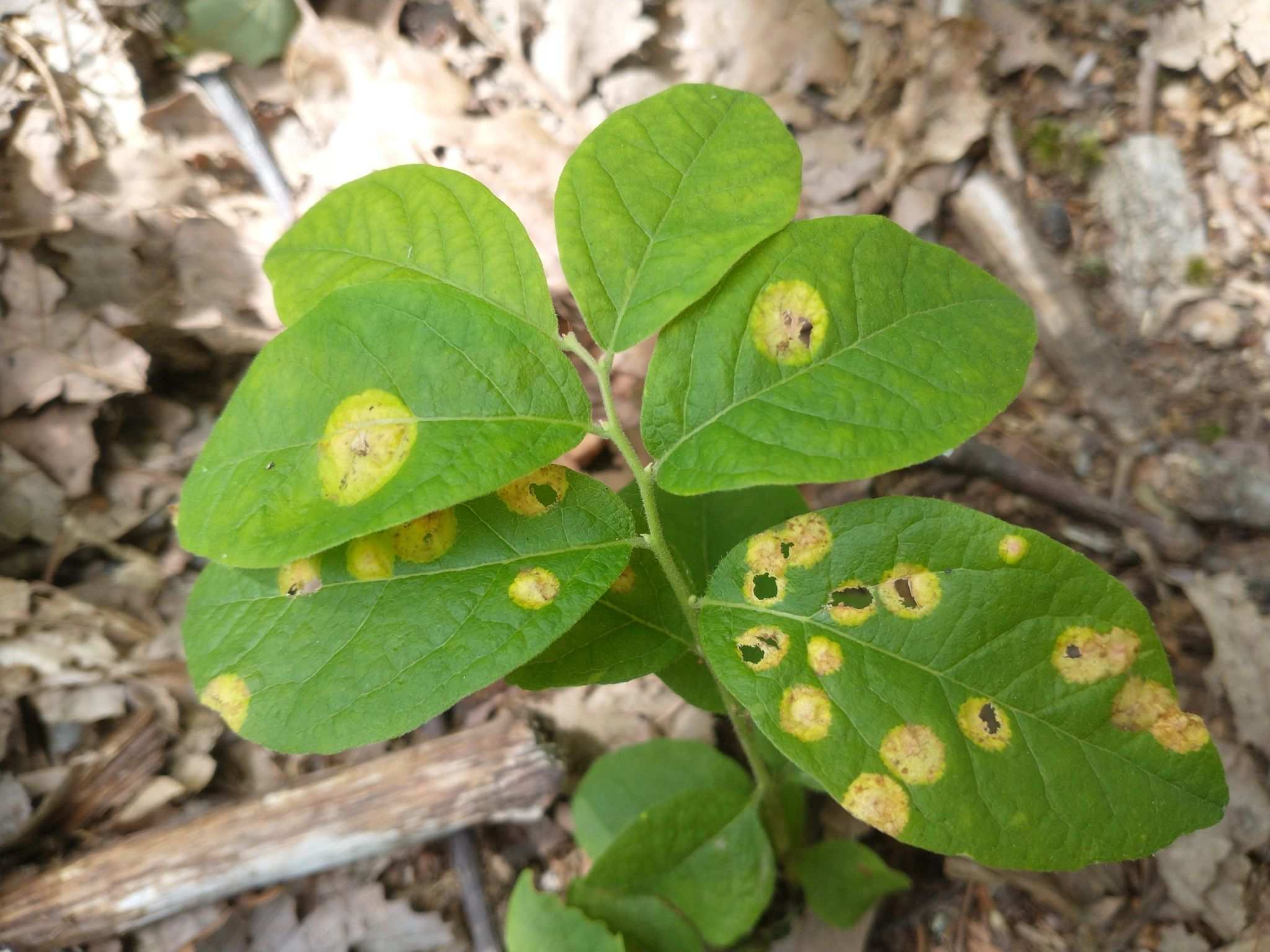 Exobasidium maculosum