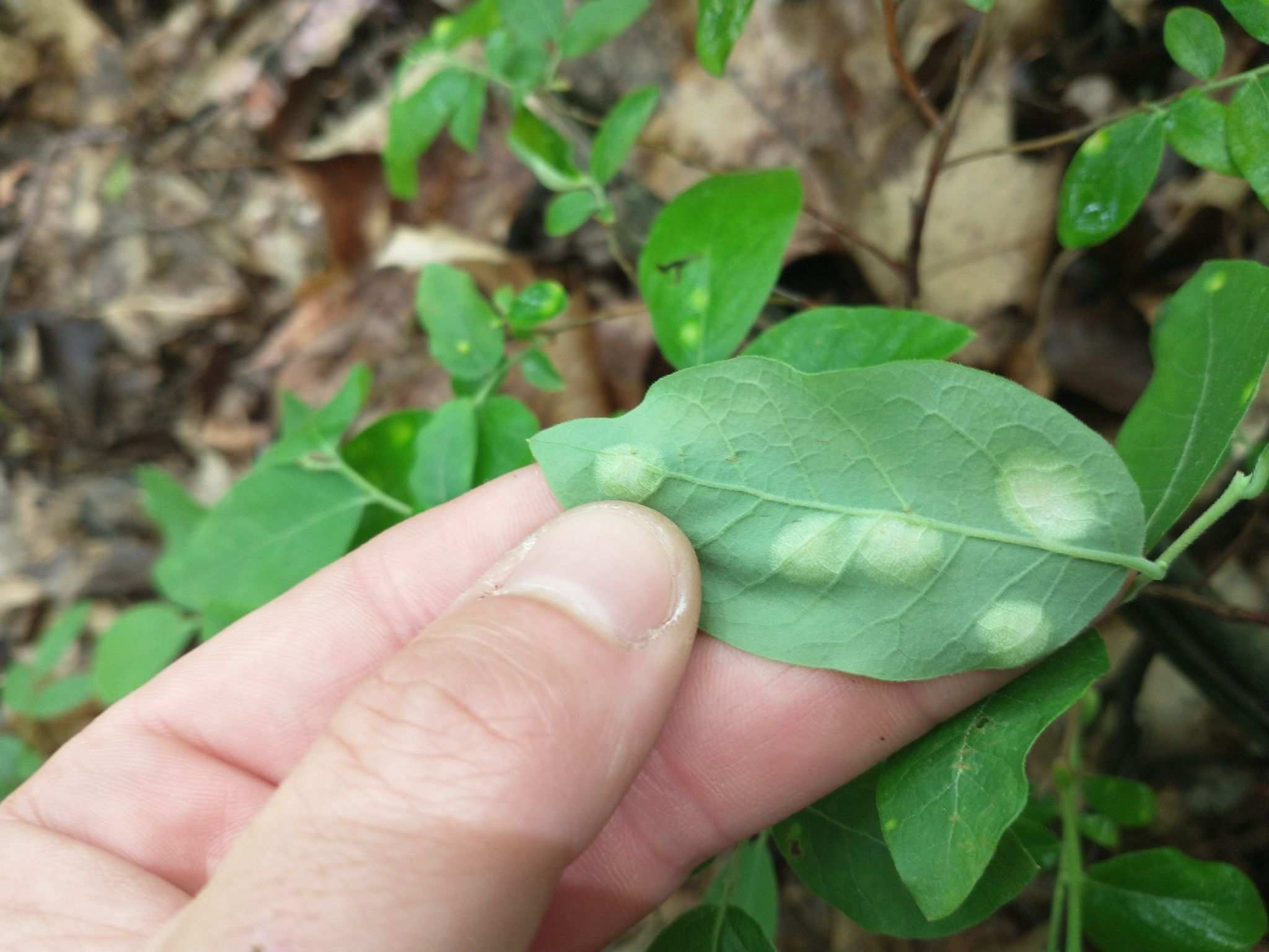 Exobasidium maculosum