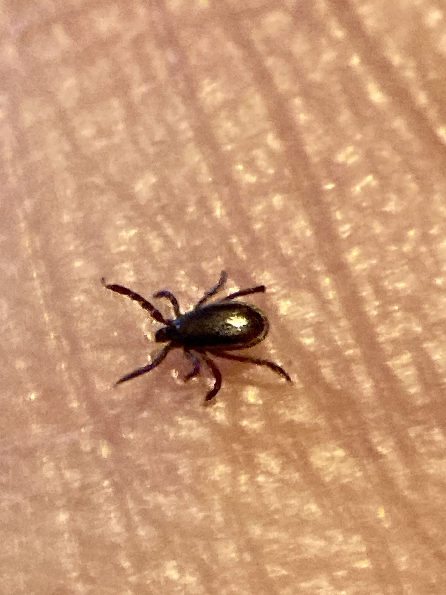 Ixodes