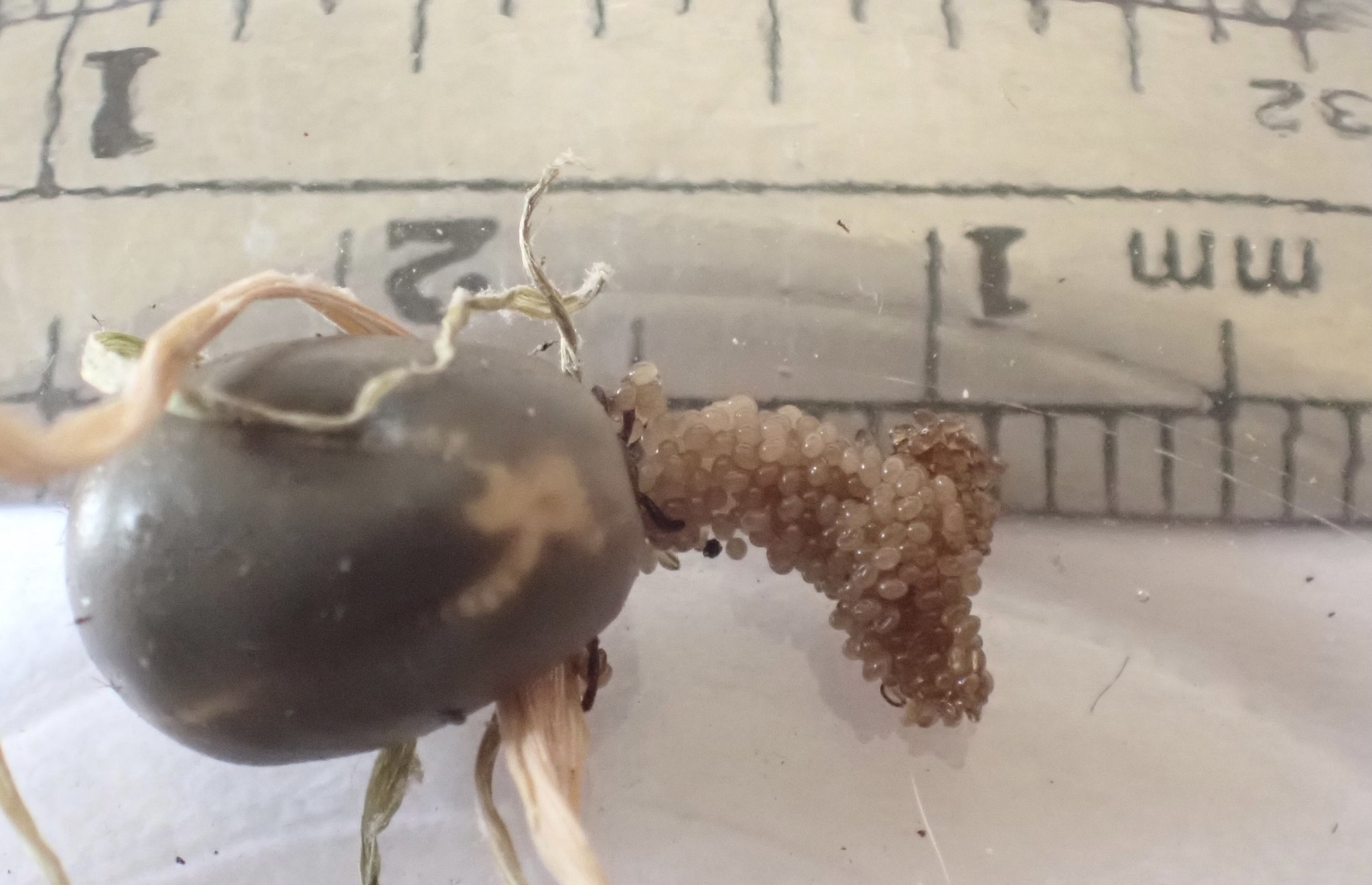 Ixodes