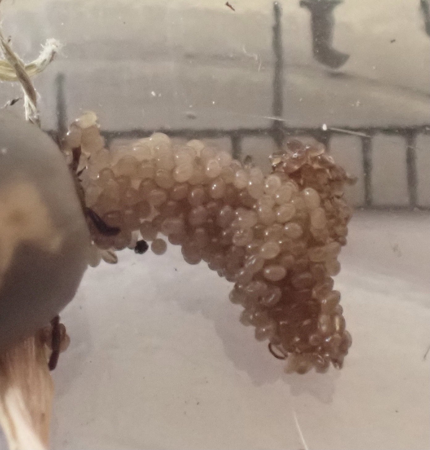 Ixodes