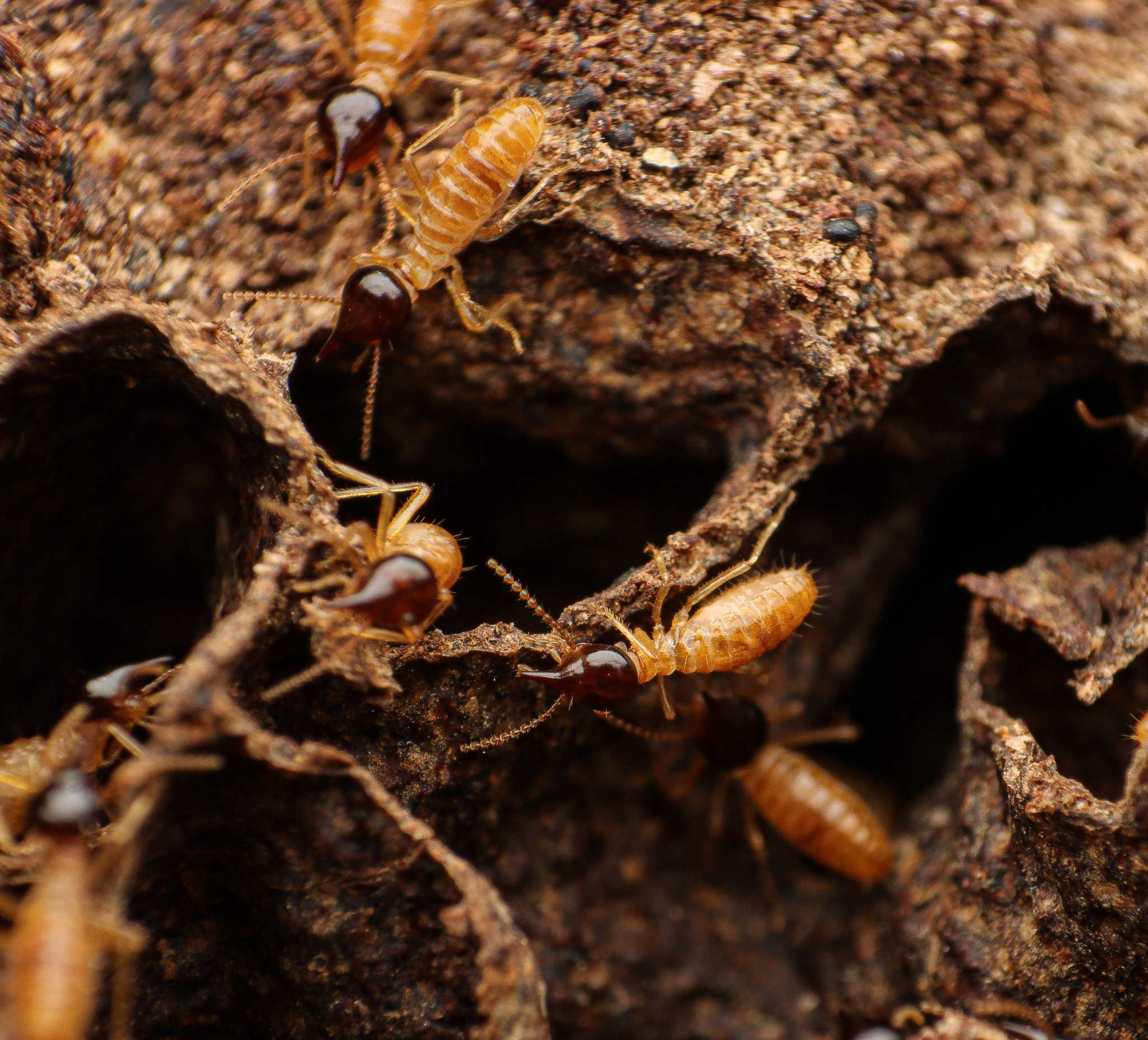 Nasutitermes corniger